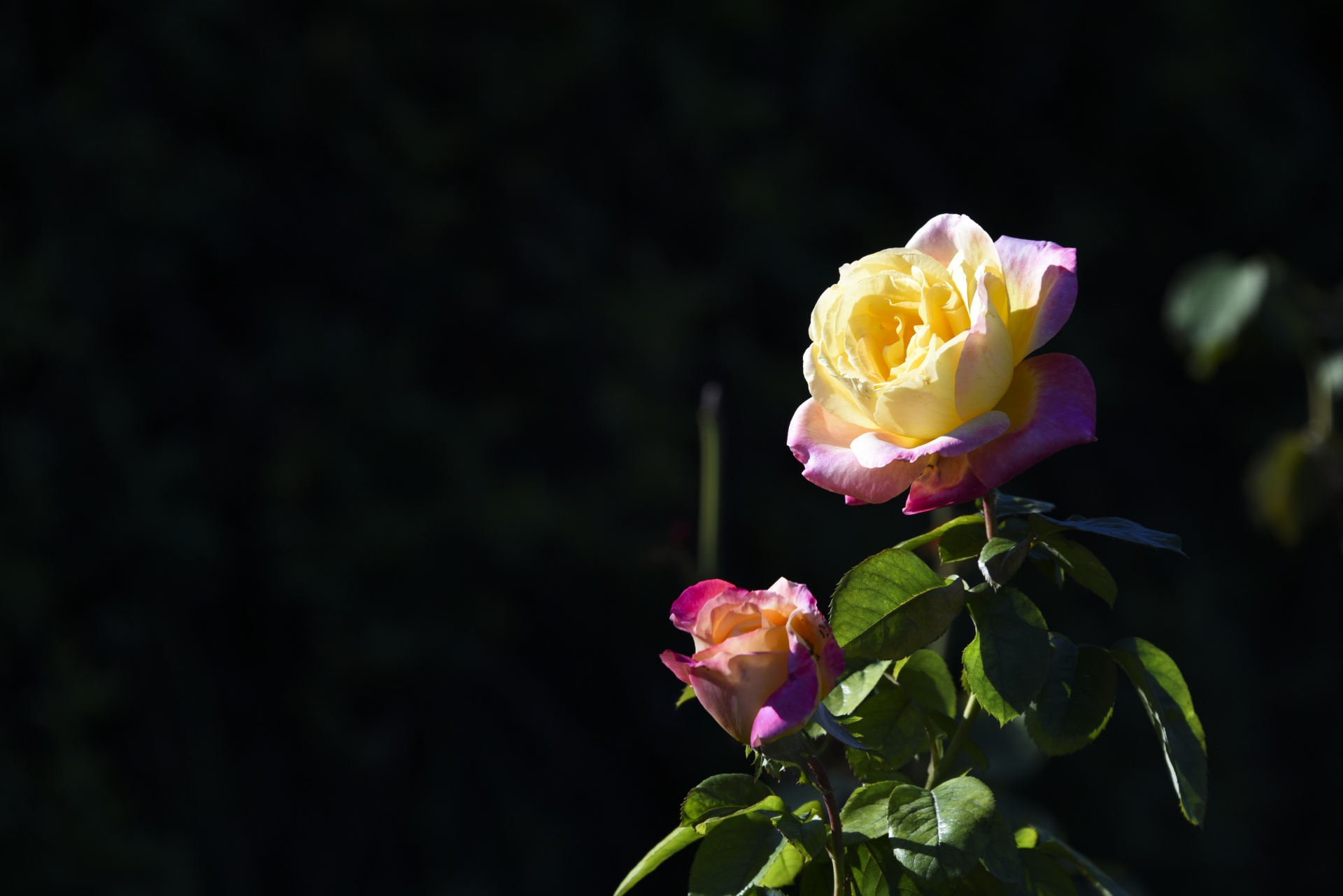 pink yellow rose free photo