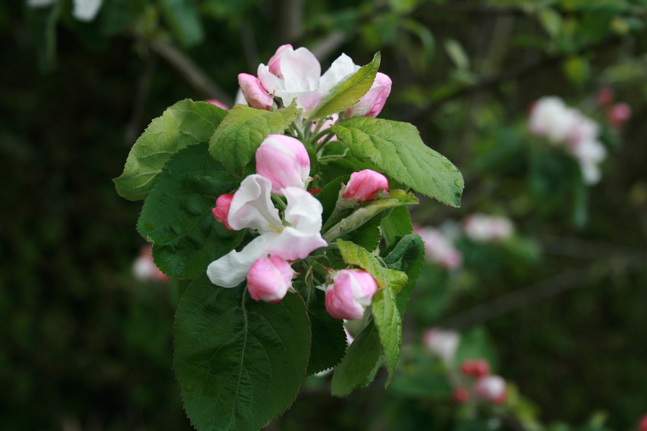 pink apple blossom spring free photo