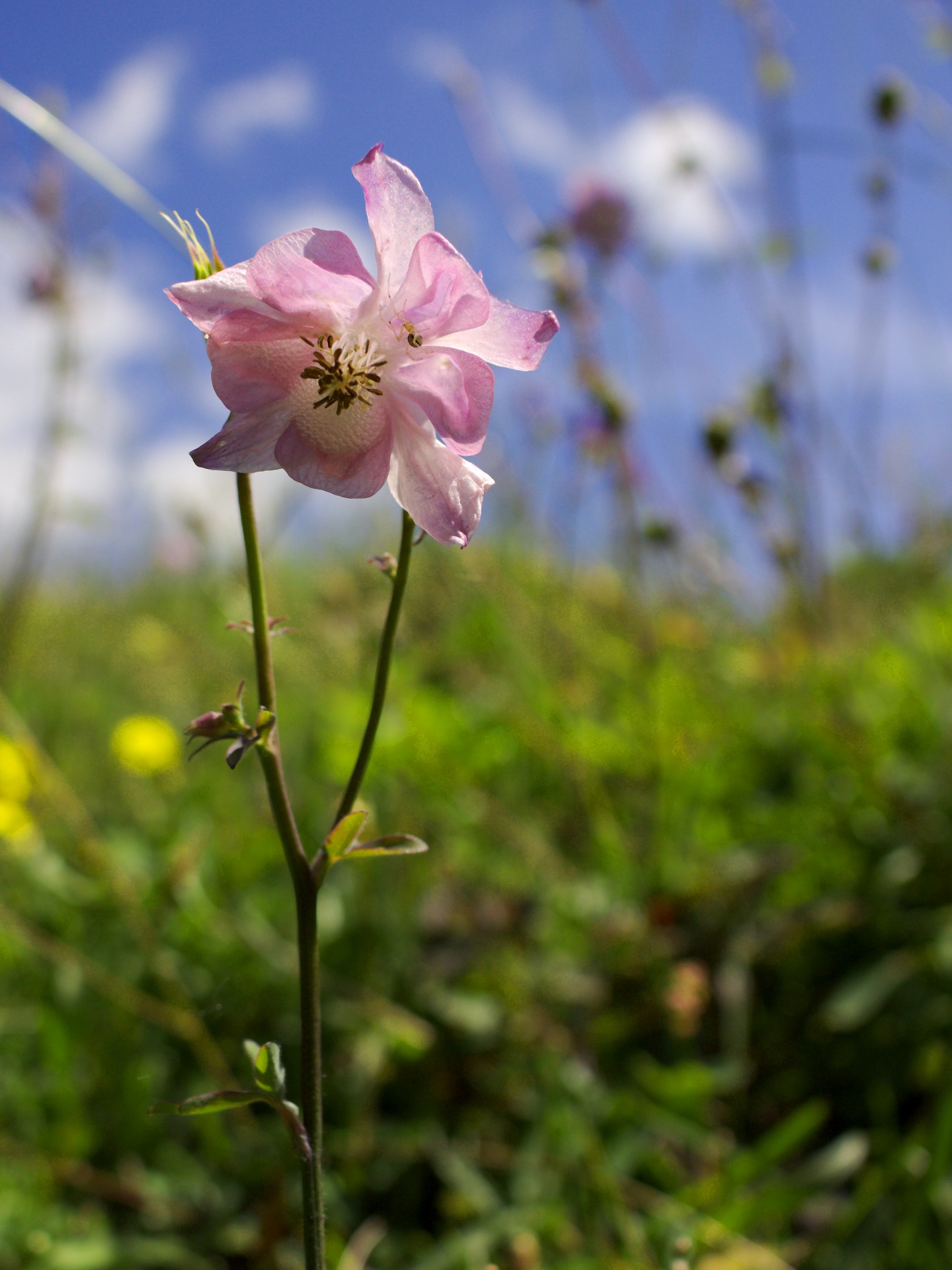 wild flower meadow flower close up pink aquilegia free photo