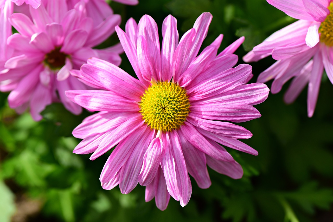 pink aster  flower  petal free photo