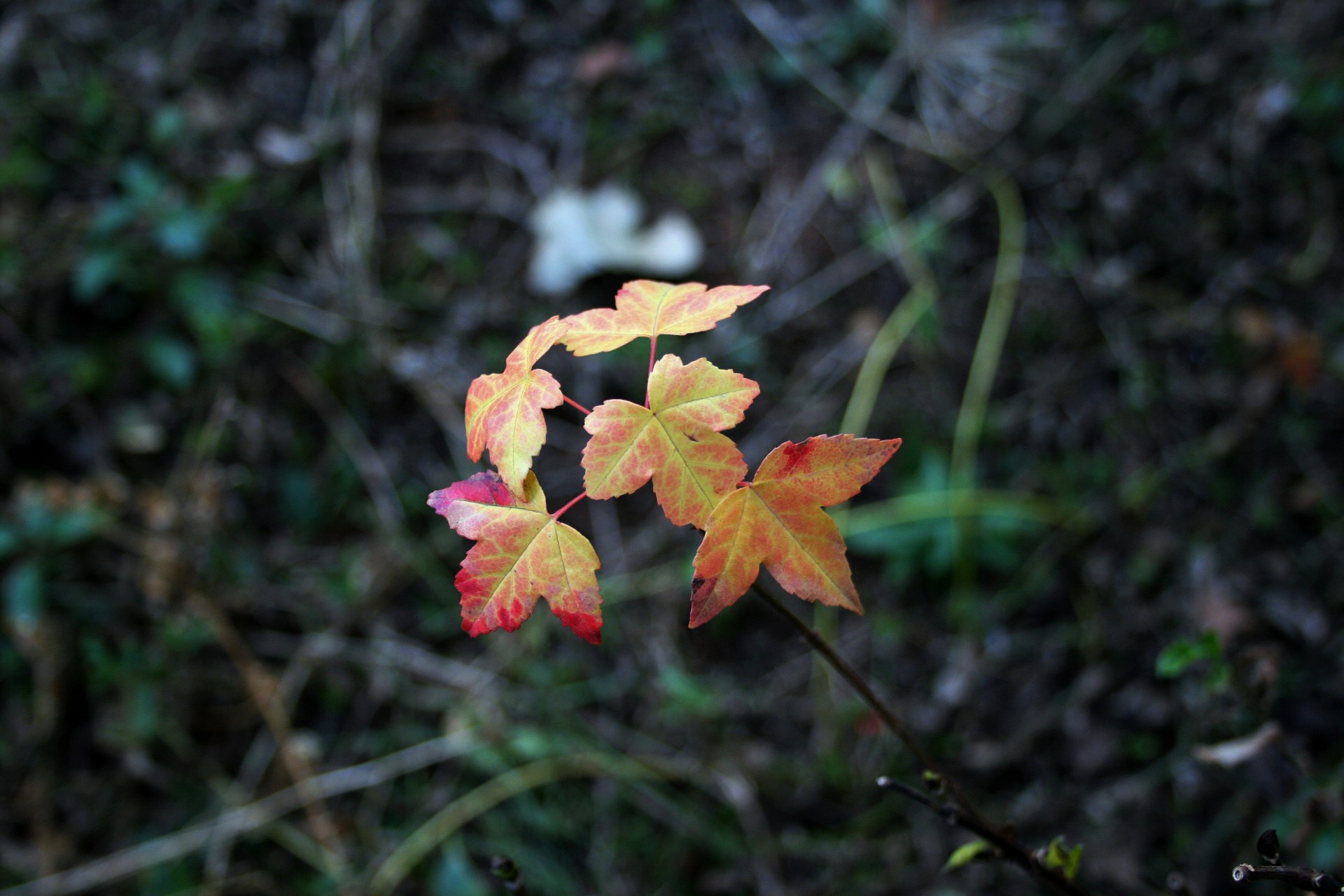 leaves discoloured pink free photo