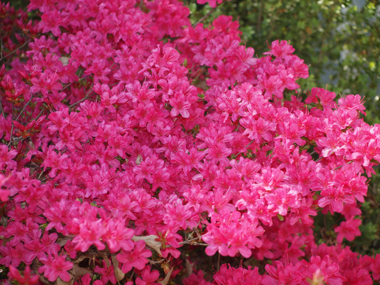 azalea spring flower free photo