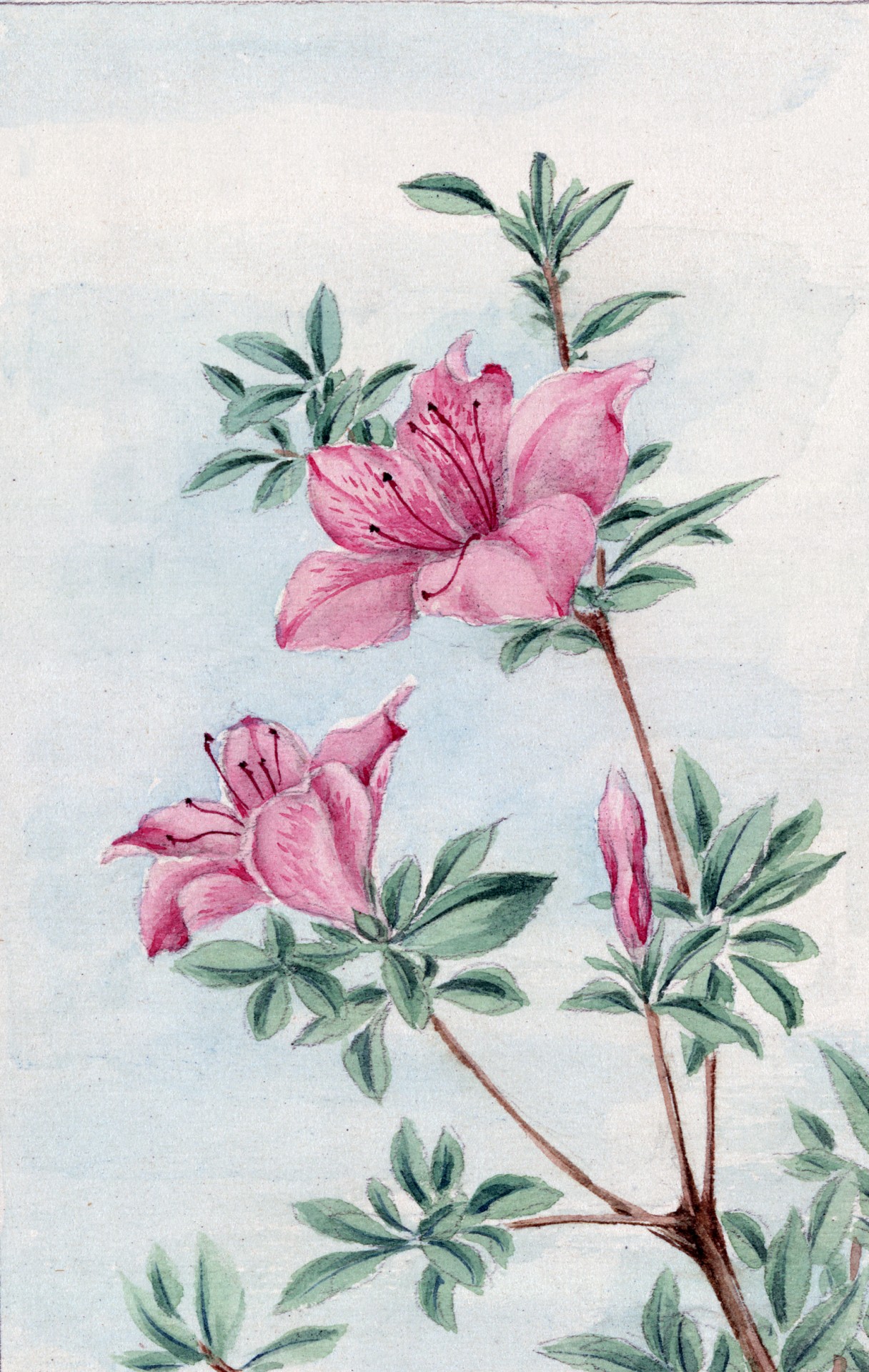 azalea rhododendron pink free photo