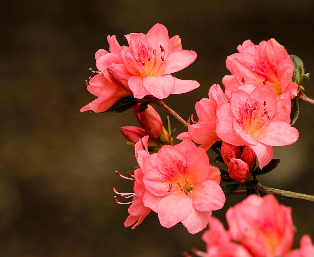 pink azaleas rhododendron kurume azalea coral bells free photo