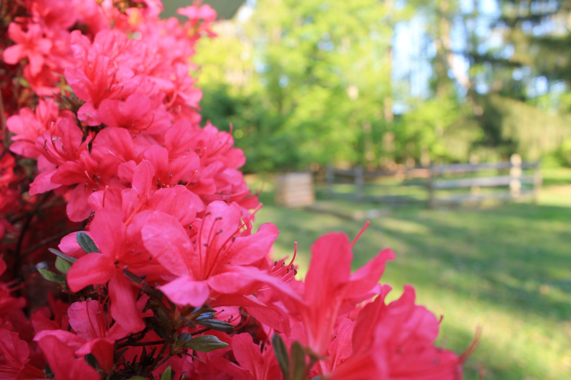 azaleas pink foliage free photo