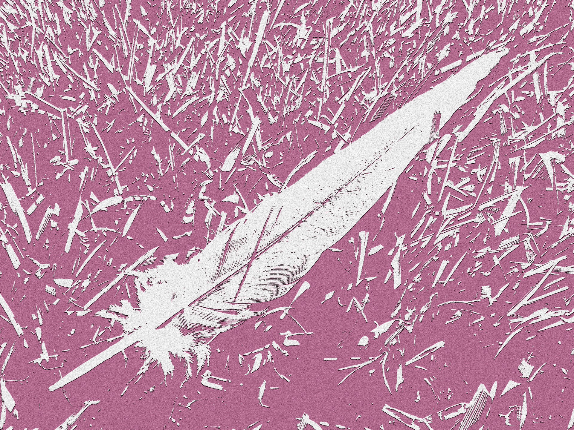 pink feather abstract free photo
