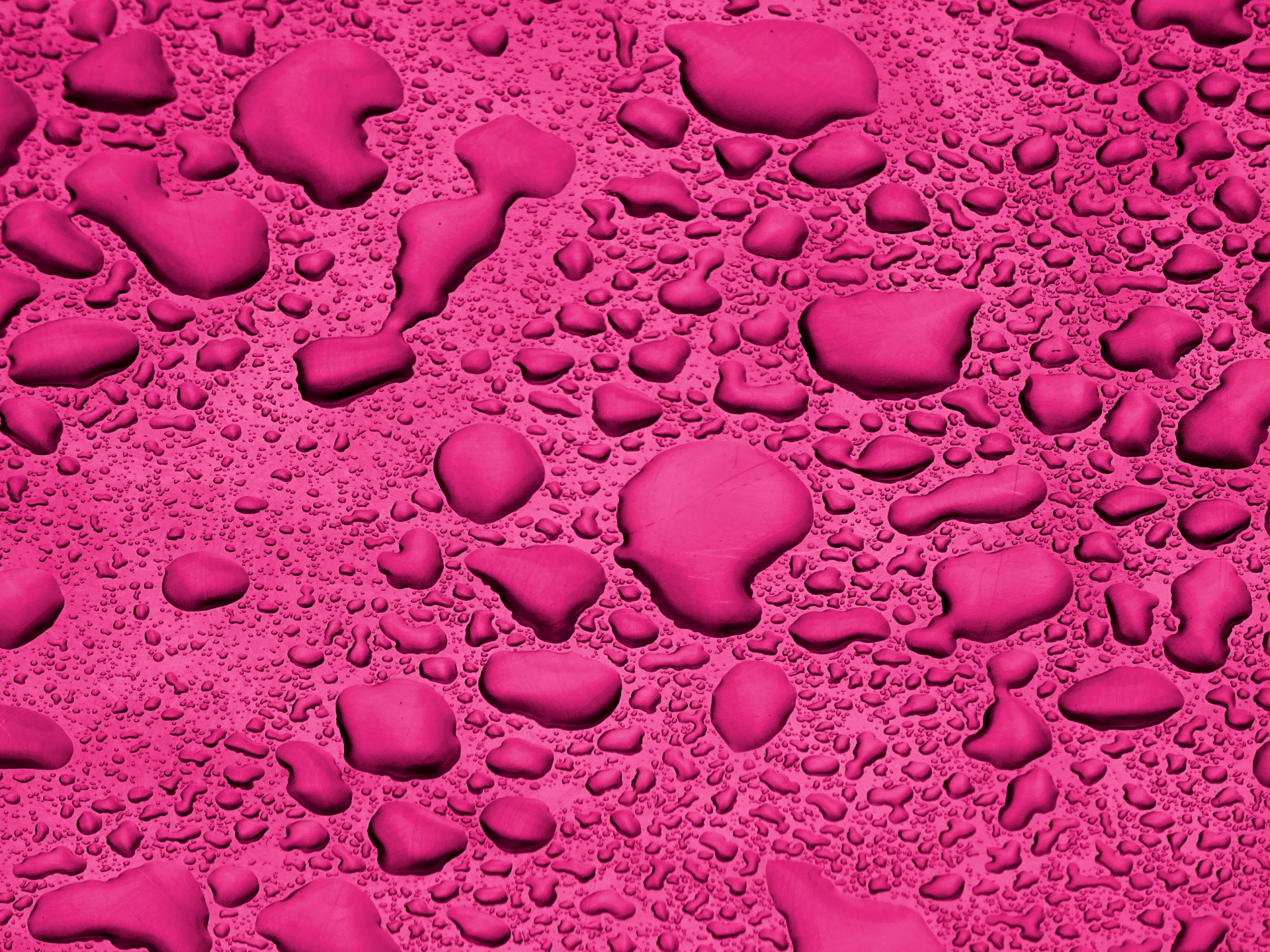pink cerise rainfall free photo
