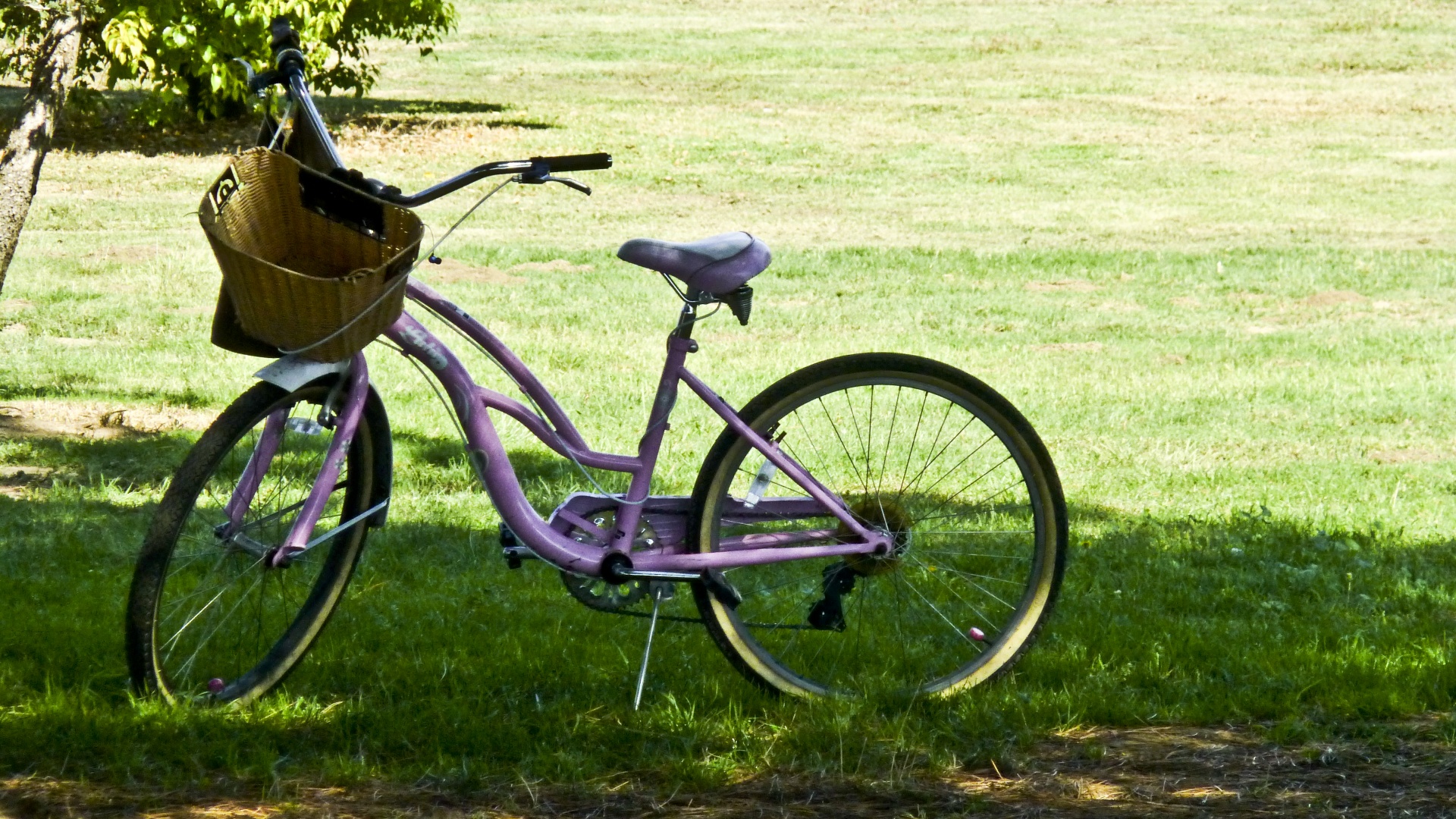 pink bicycle tree free photo