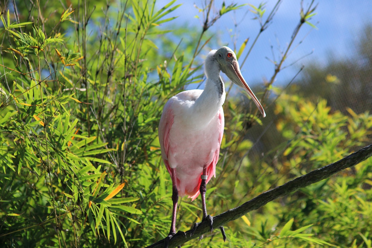 pink birds birds nature free photo