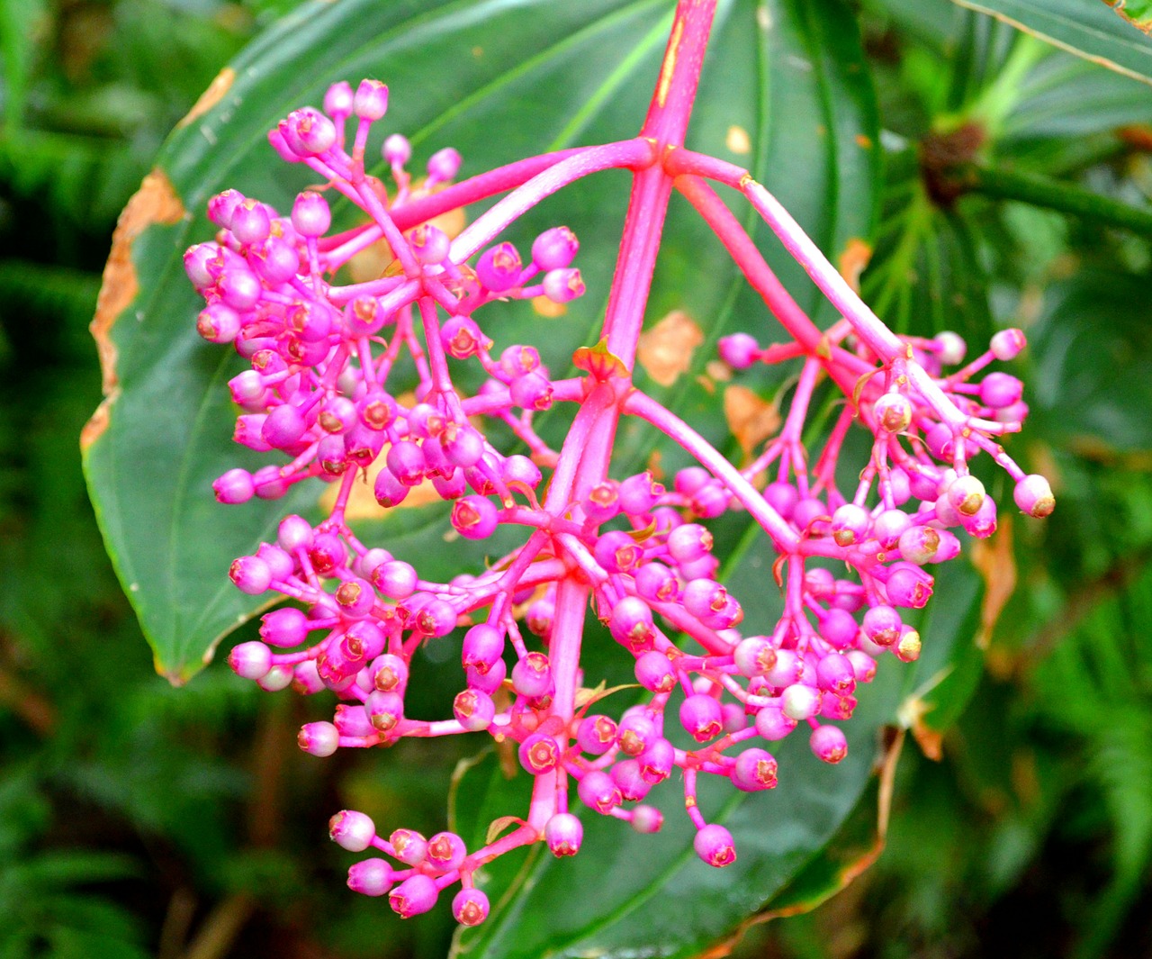 pink bloom botanic garden nature free photo