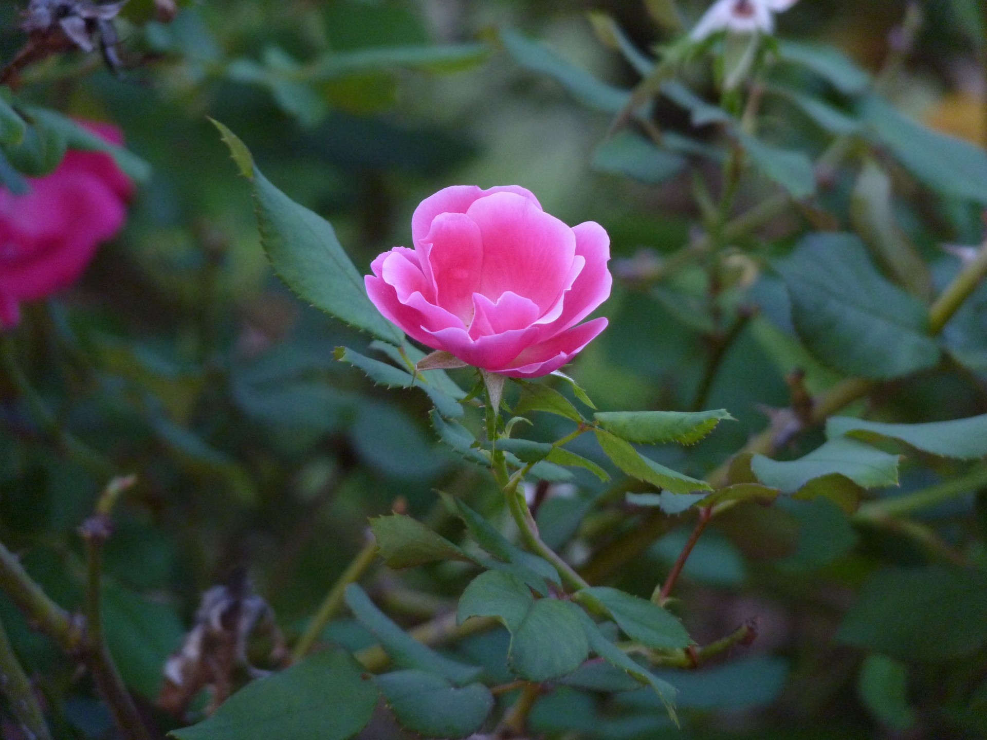 pink flower blossom free photo