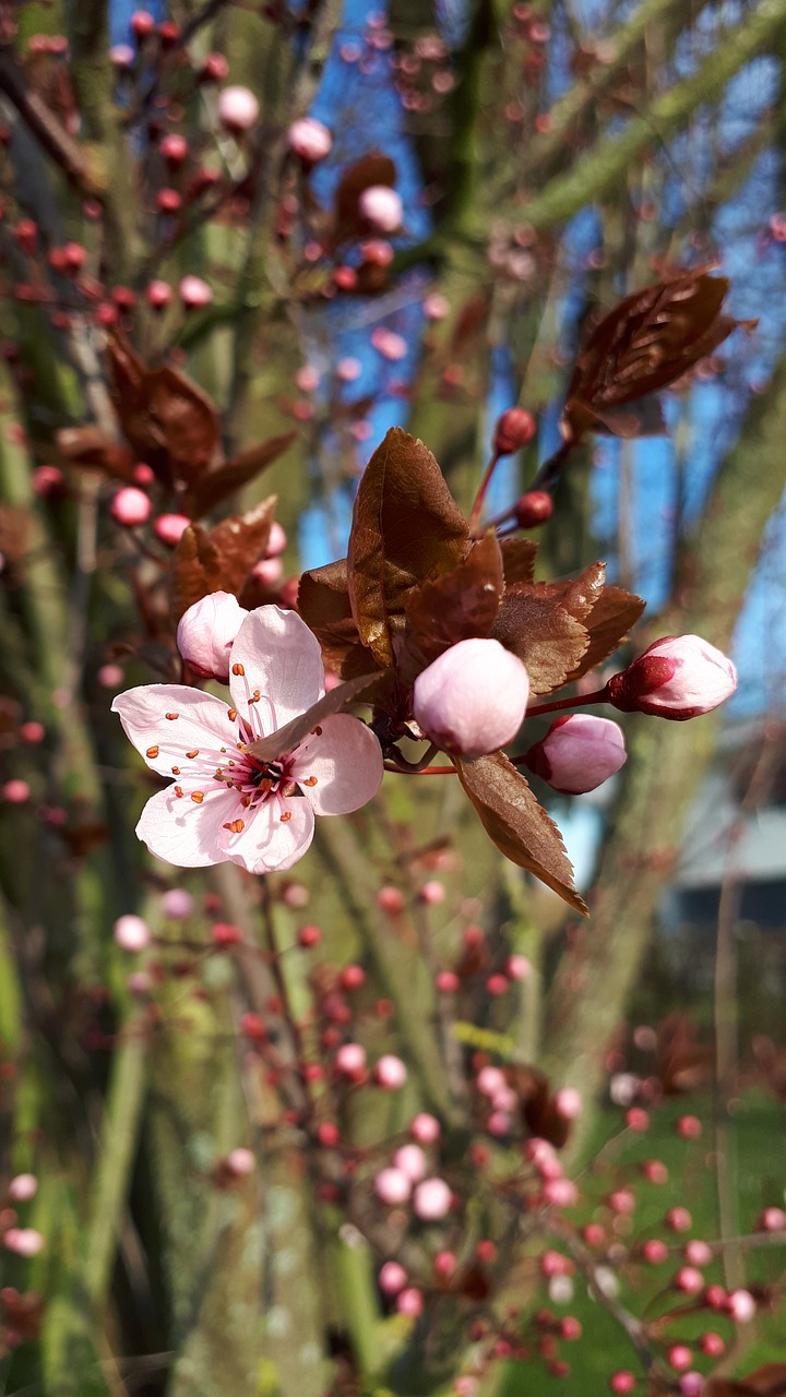 pink blossom  blossom  almond blossoms free photo
