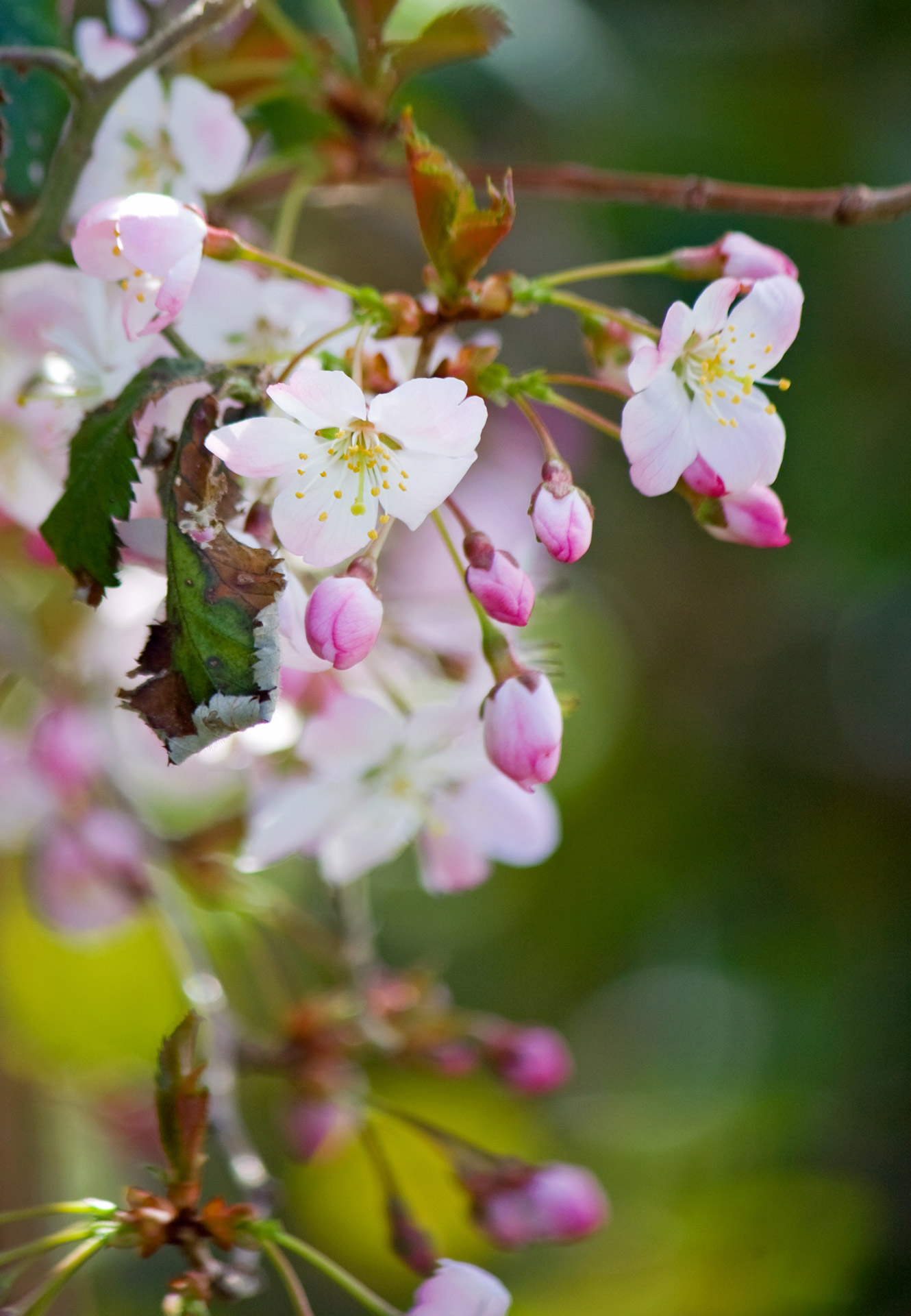 blossom flower flowers free photo