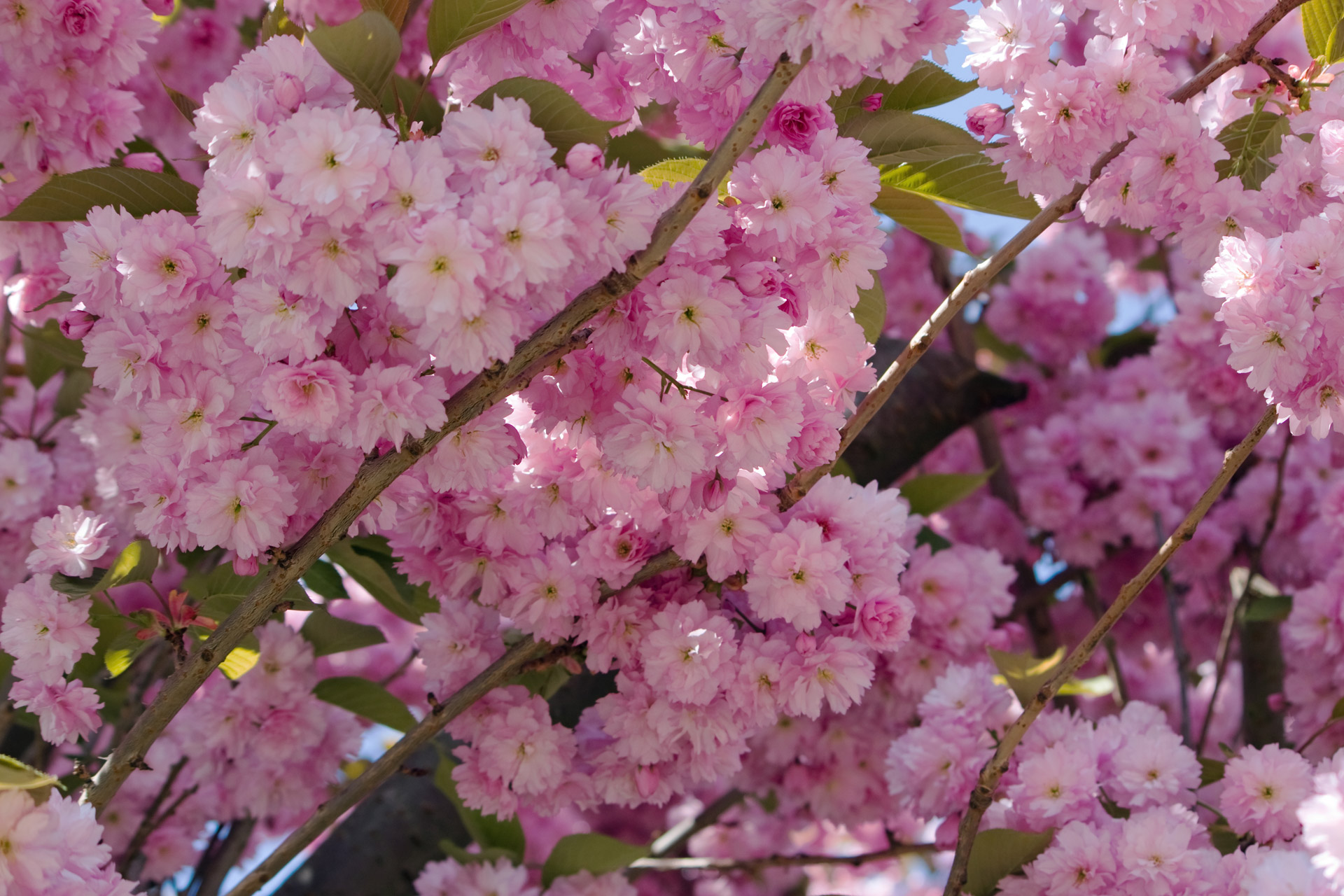 blossom flowers pink free photo