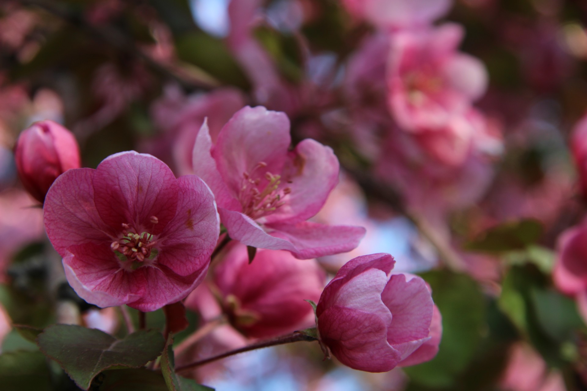 pink blossom plumb free photo
