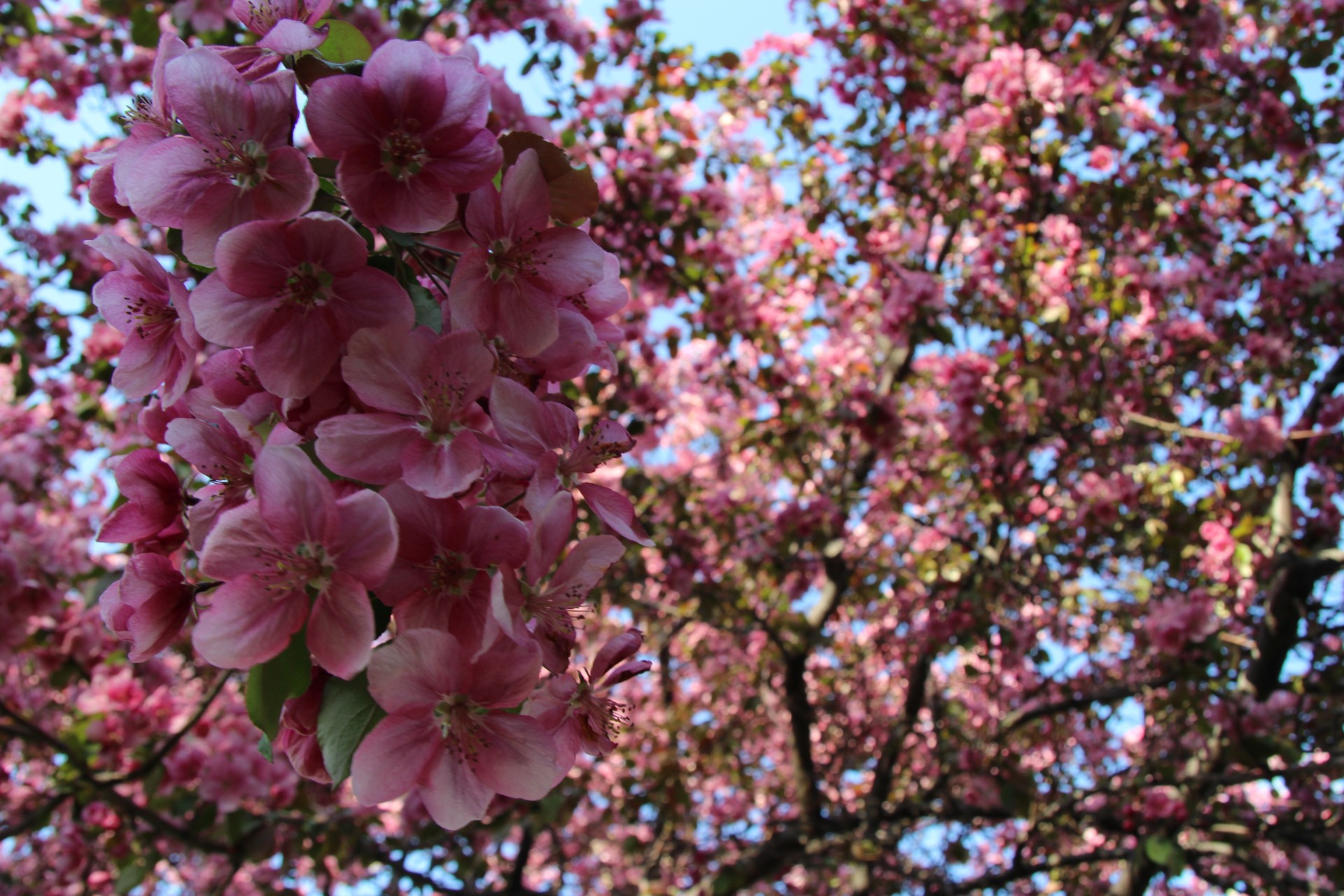 pink blossom plumb free photo