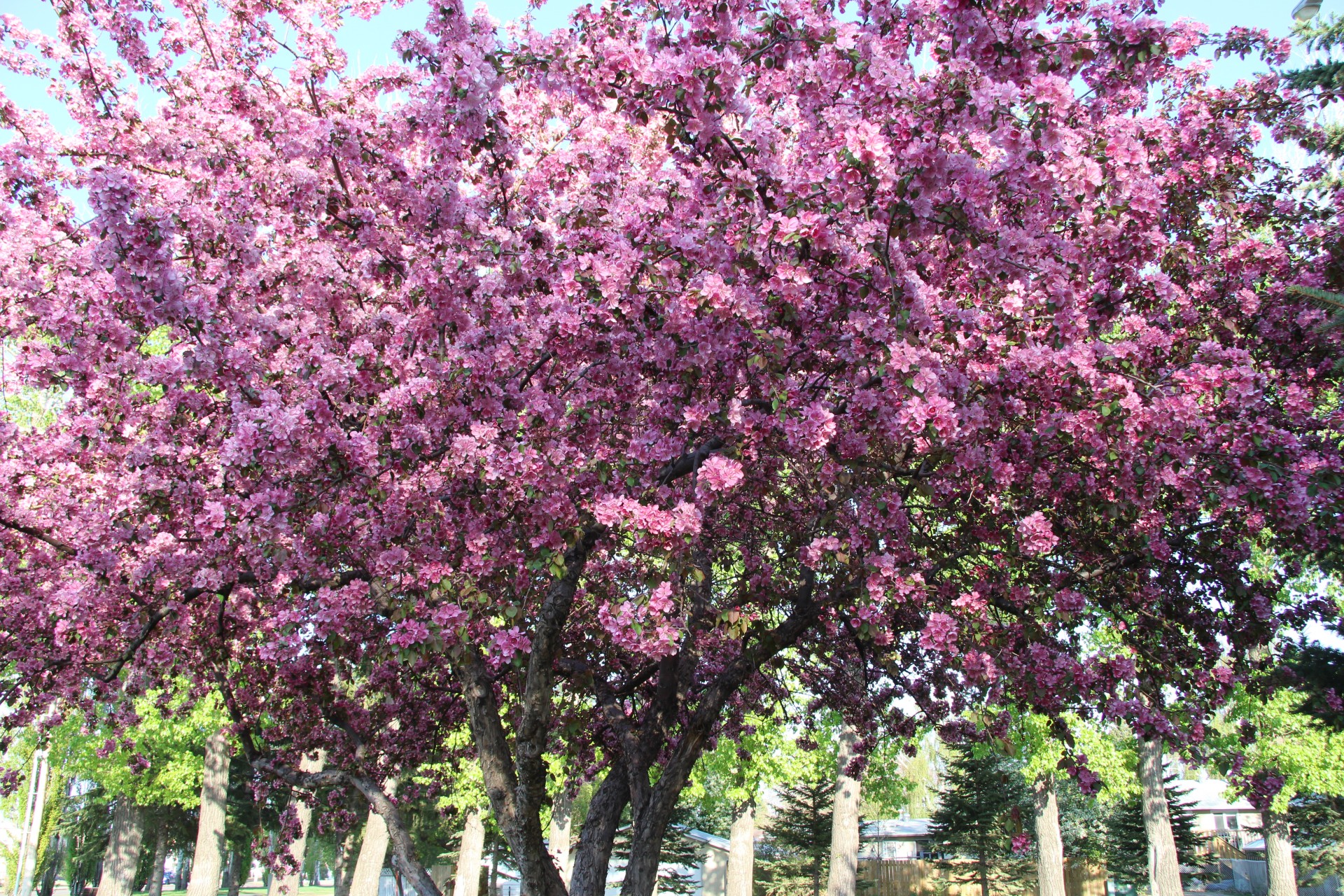 pink blossom plum free photo