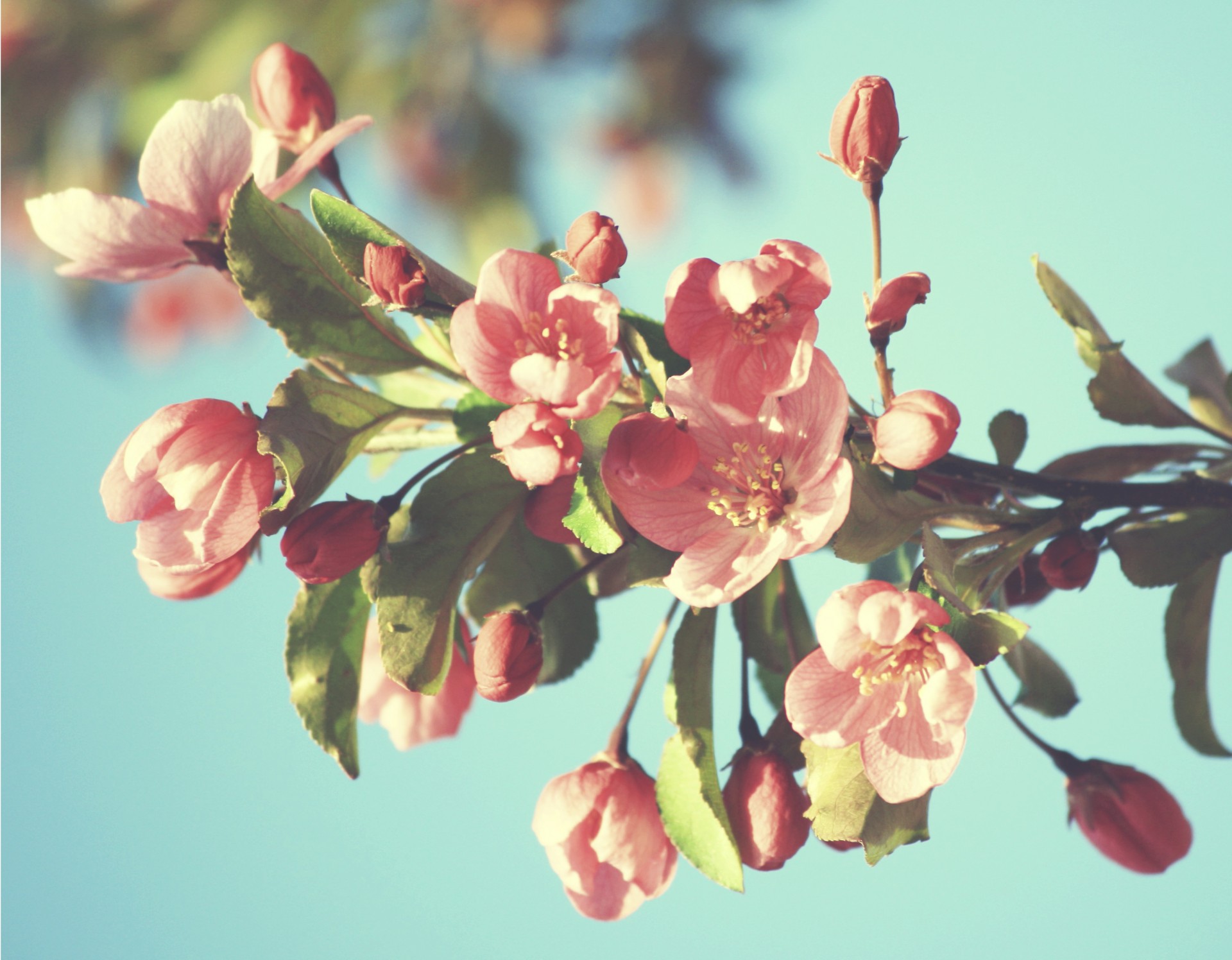 blossom flowers pink free photo