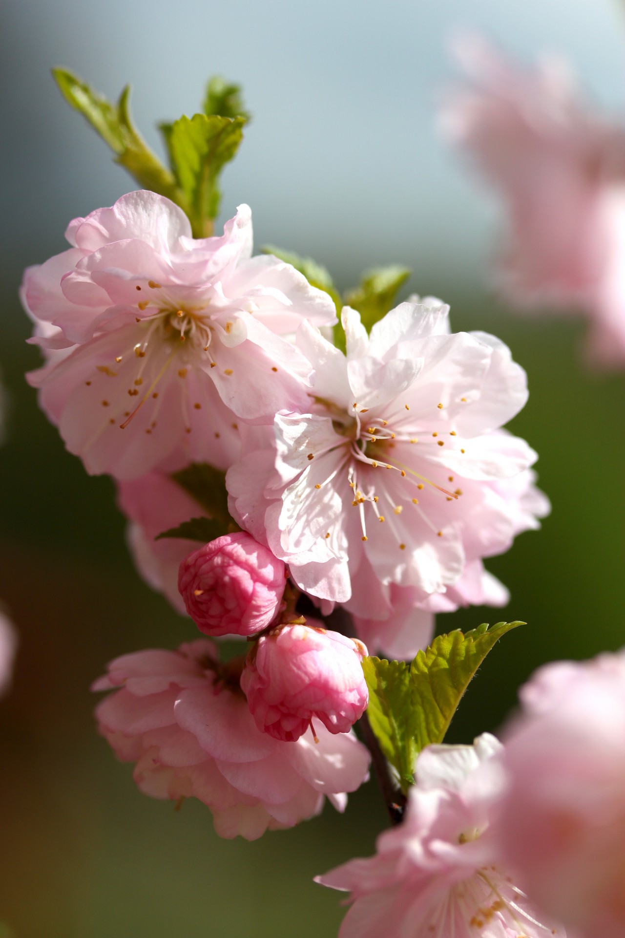 blossom flowers pink free photo