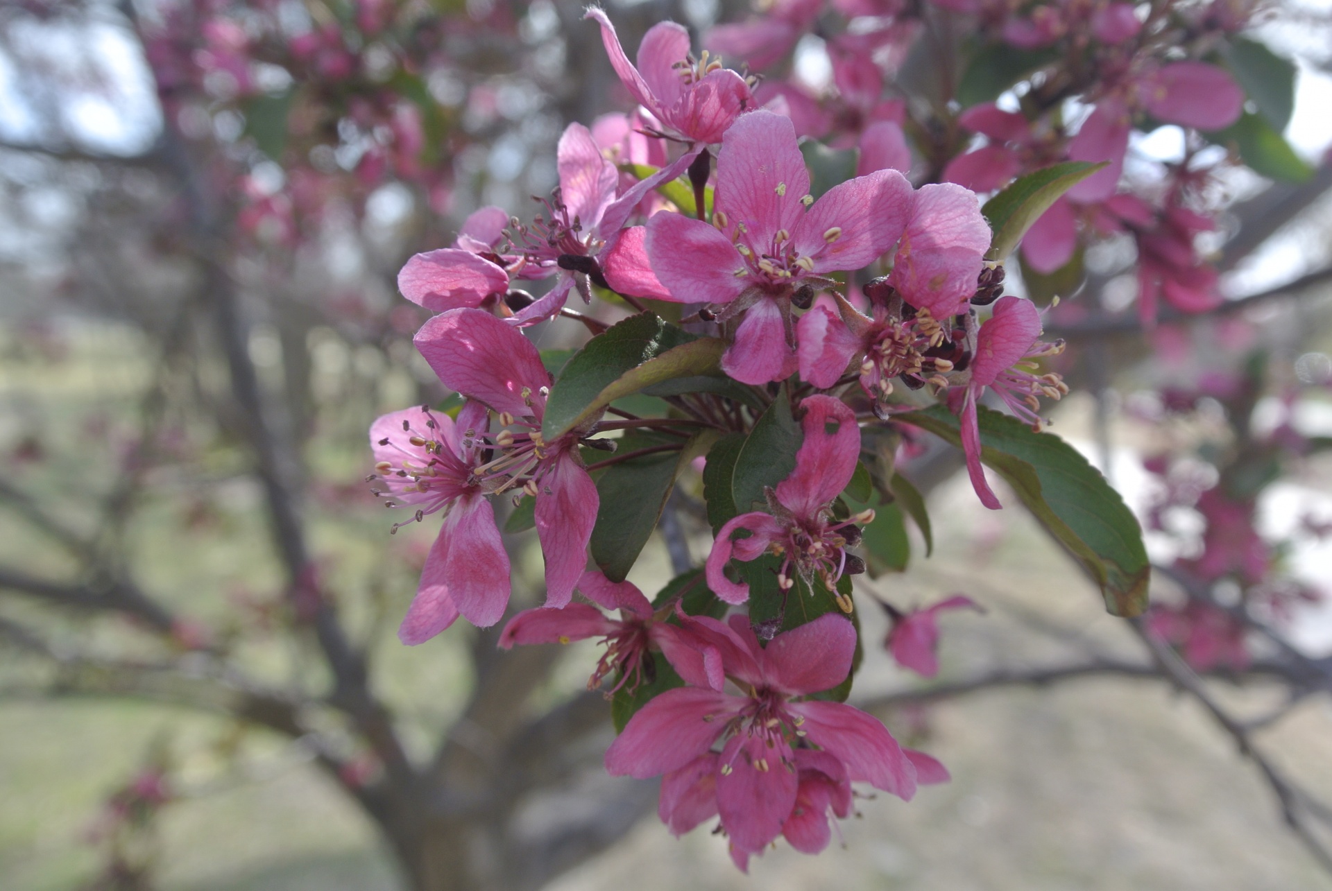 pink blossoms spring tree free photo