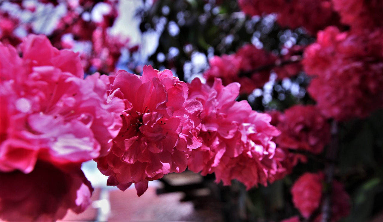 pink blossoms springtime blooming free photo