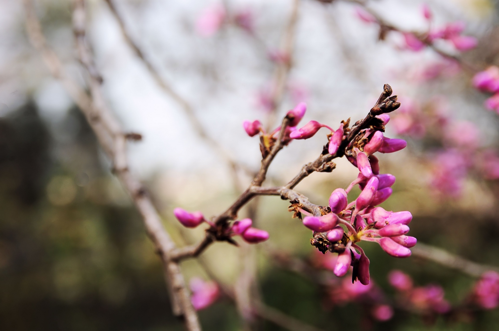 pink blossoms depth field free photo