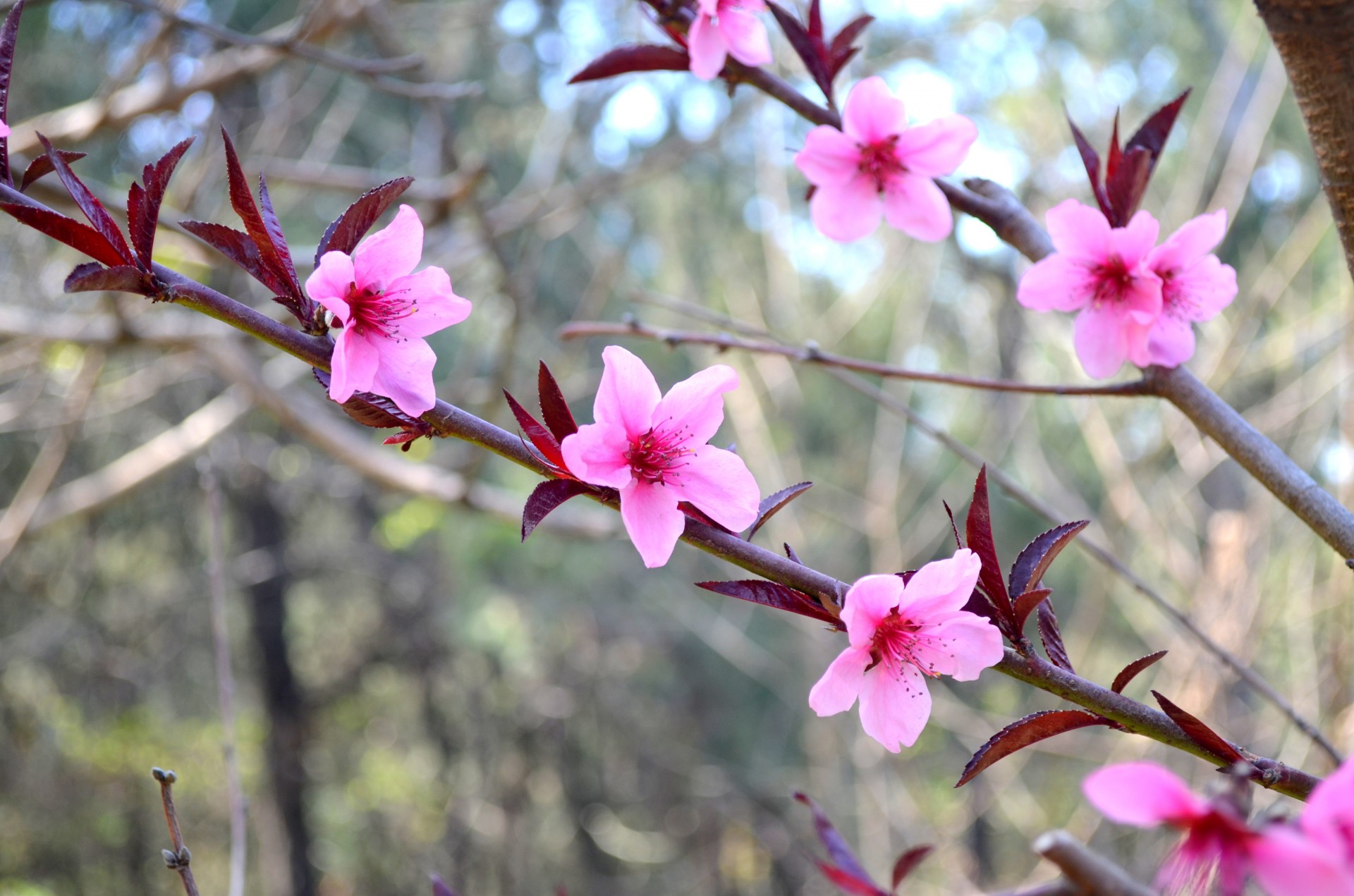 flower blossom bloom free photo