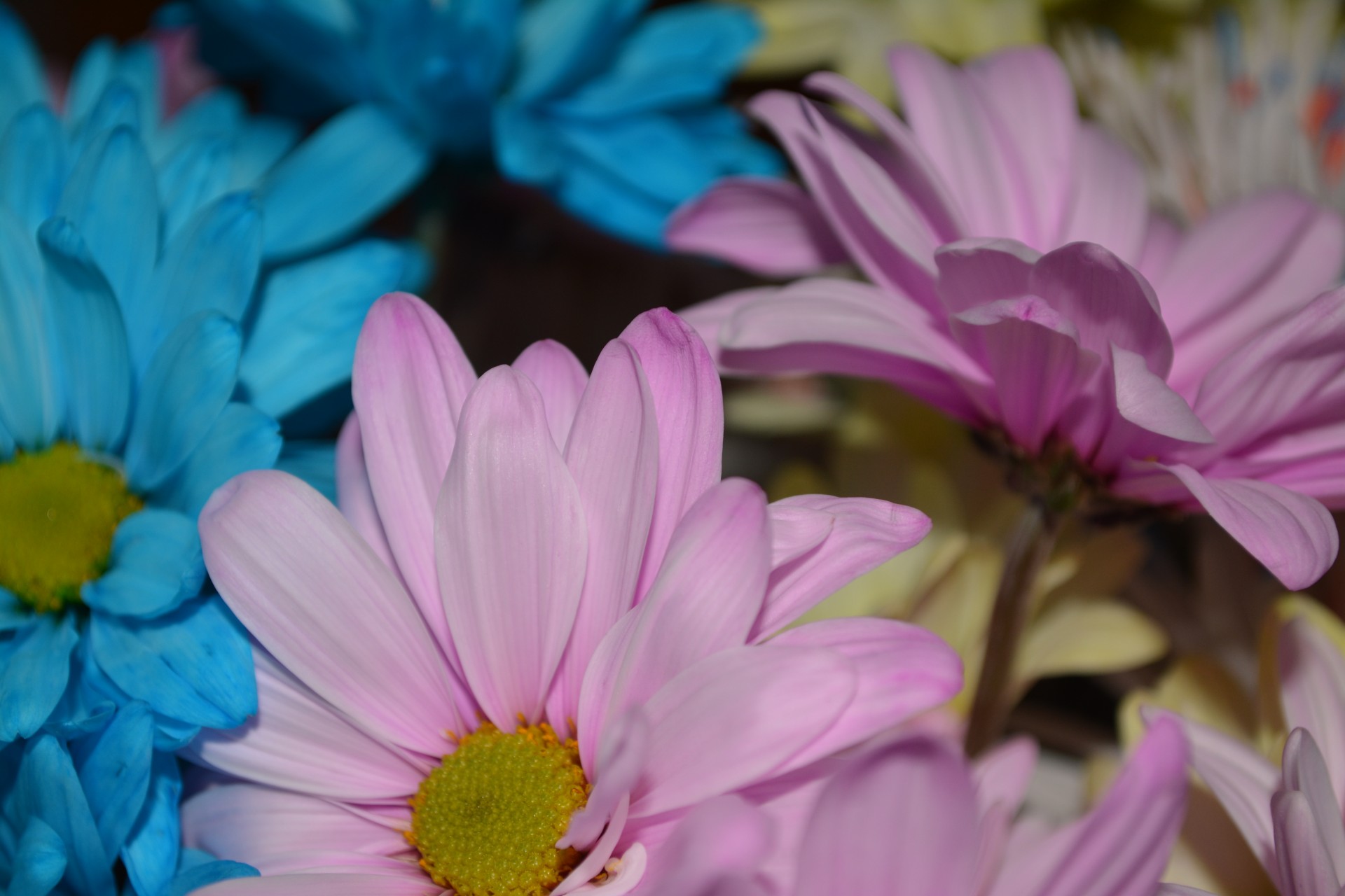 daisy colorful flower free photo