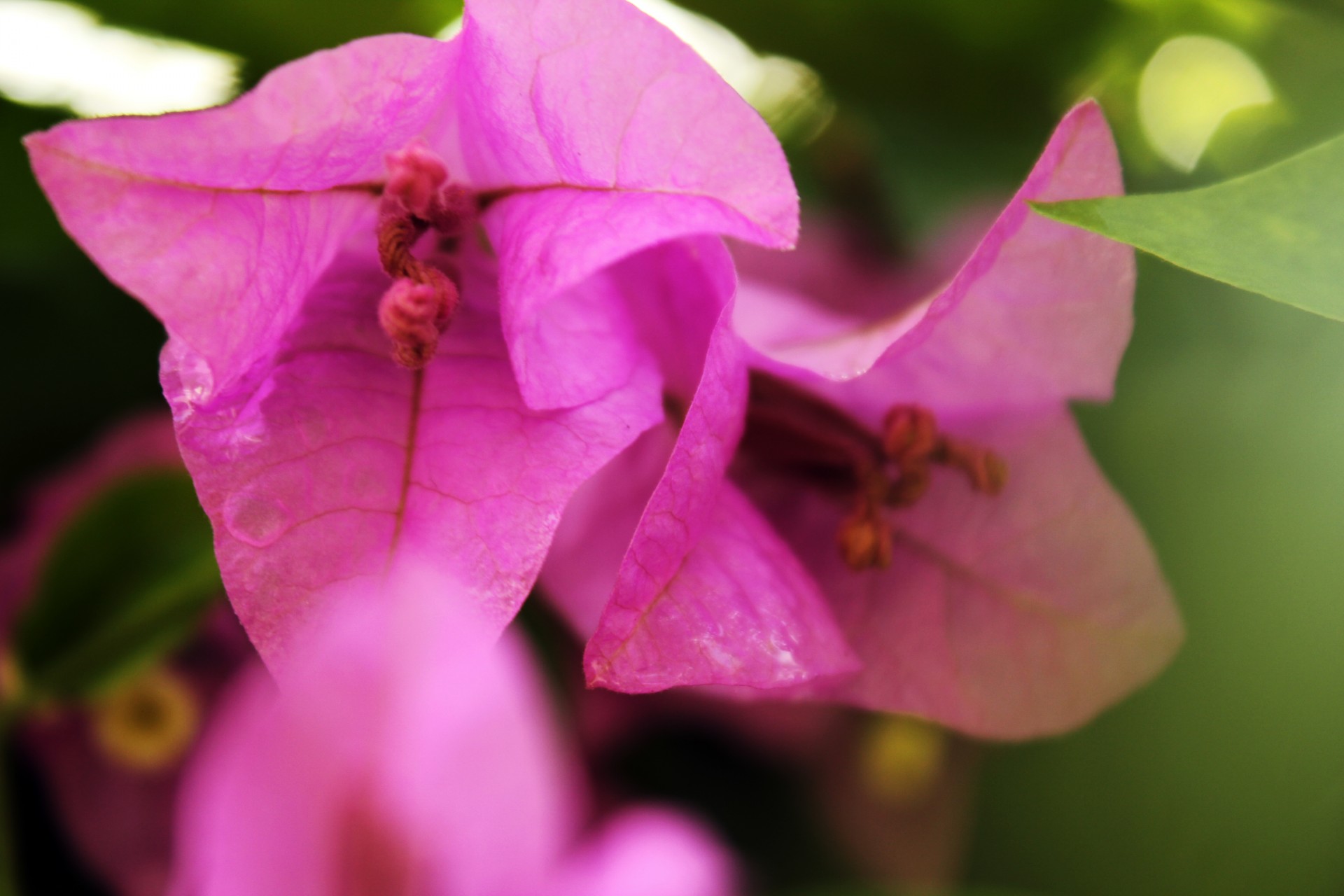 pink bugambilia bugambilia flowers free photo