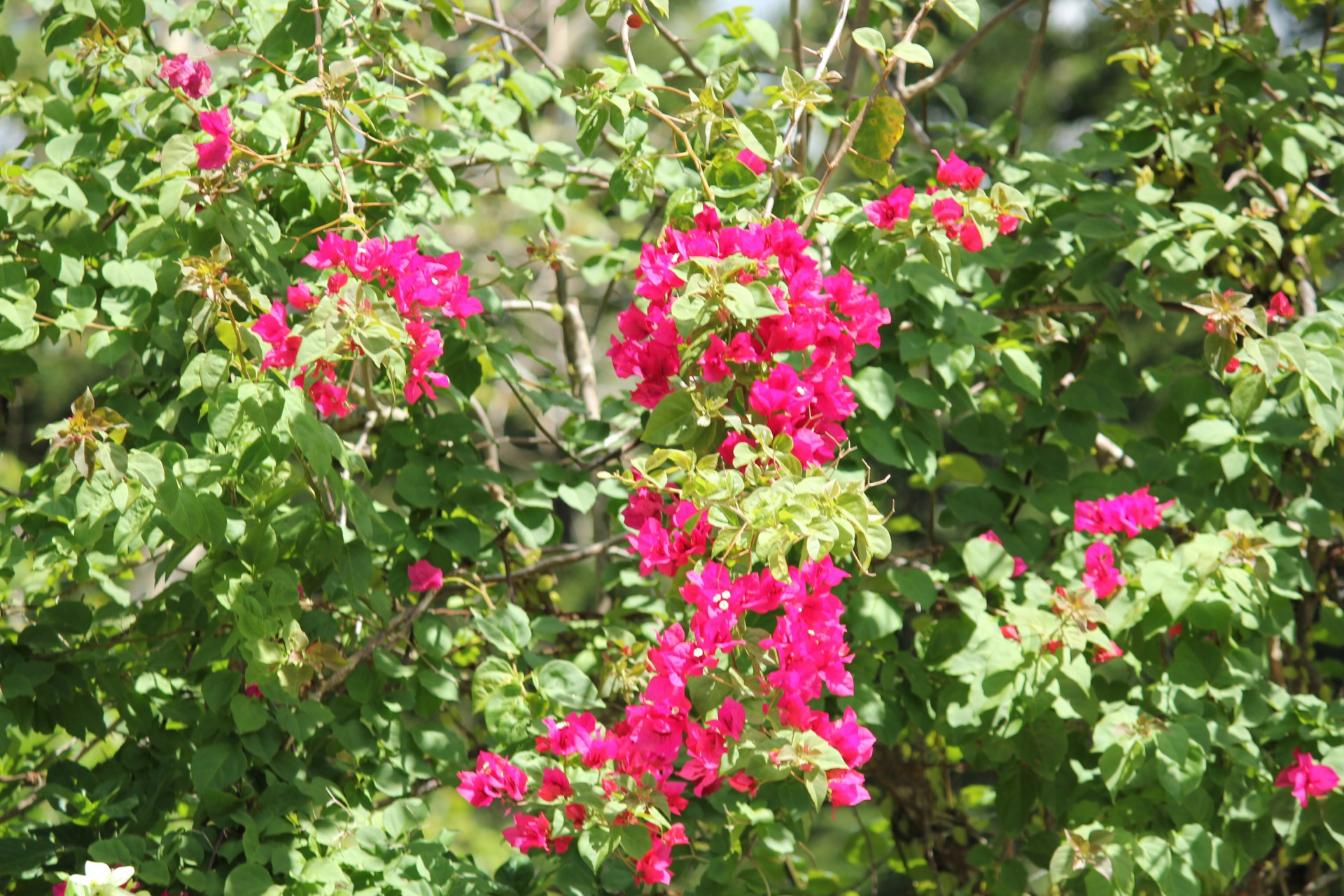 pink bougambilla bugambilia pink flower free photo