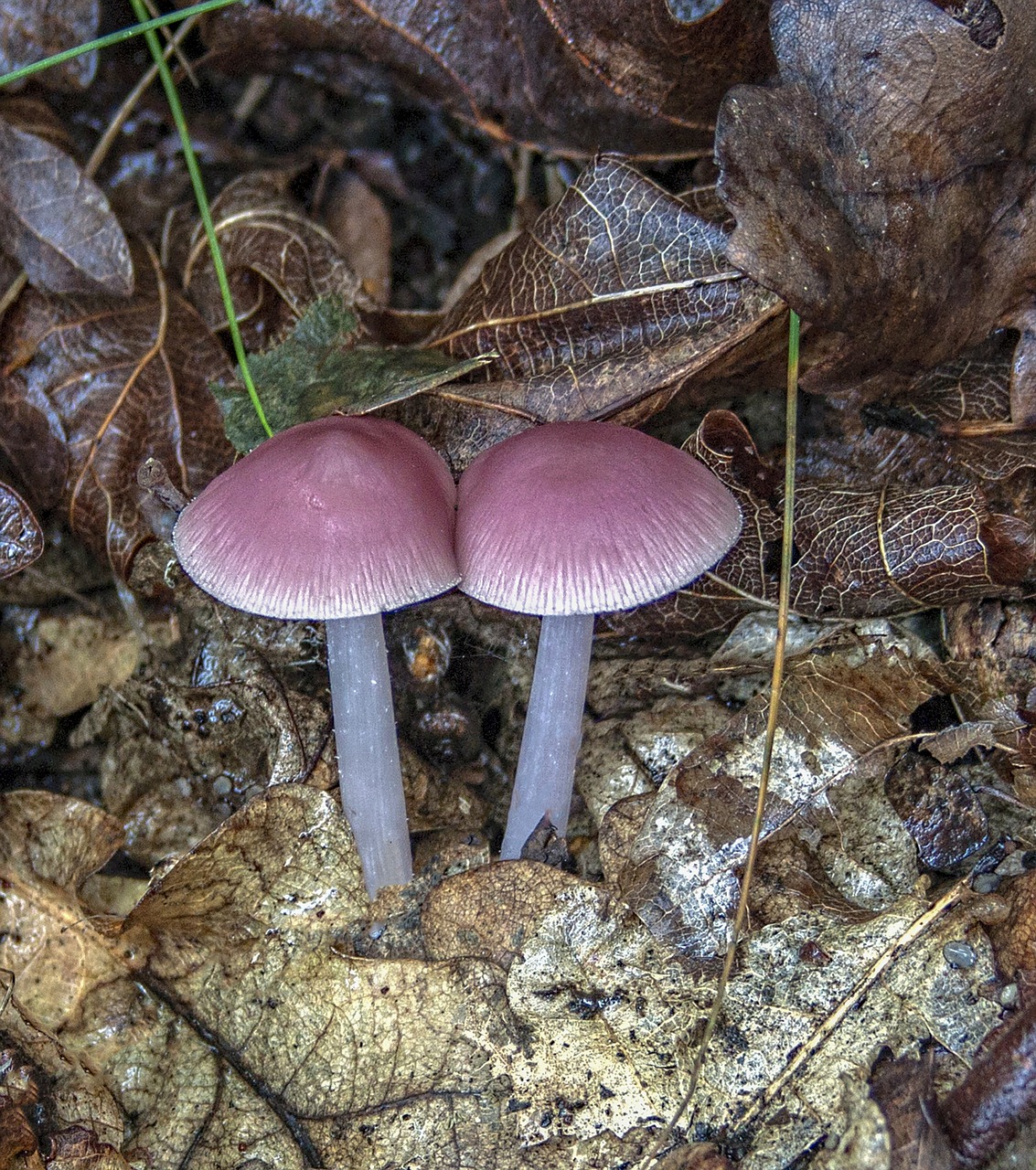 pink-bonnet  mushroom  fungus free photo