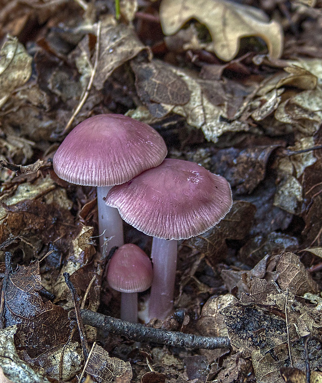 pink-bonnet  mushroom  fungus free photo