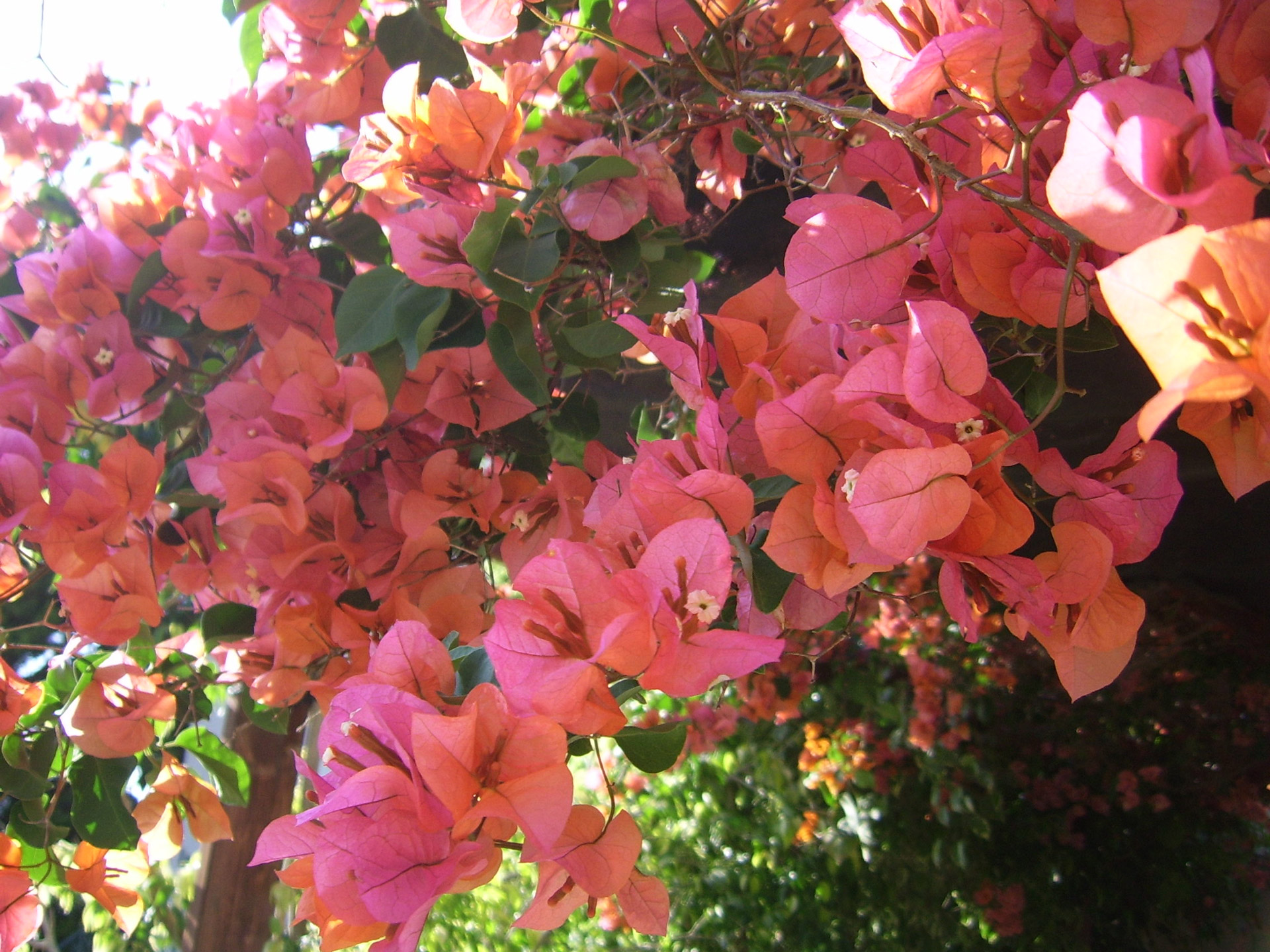 pink bougainvillea flower free photo