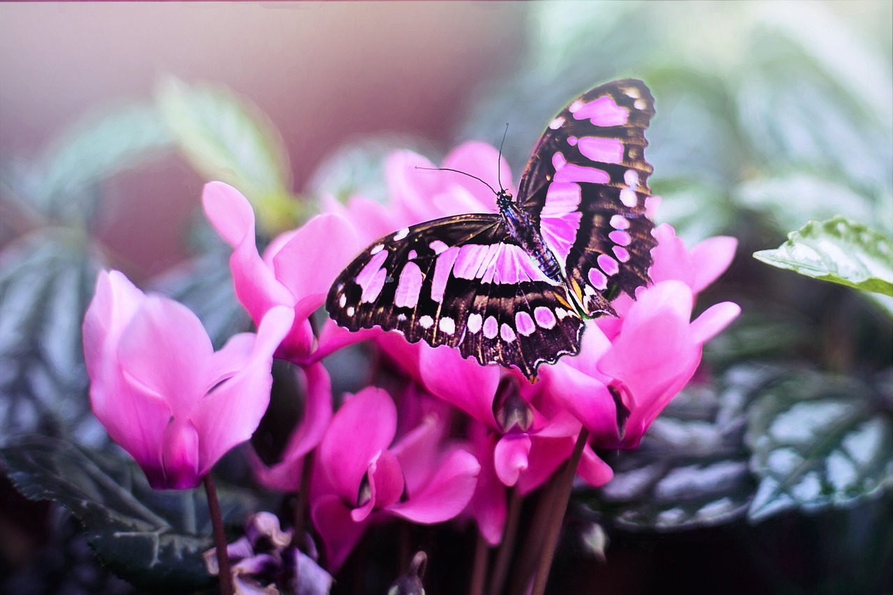 pink butterfly butterfly pink flowers