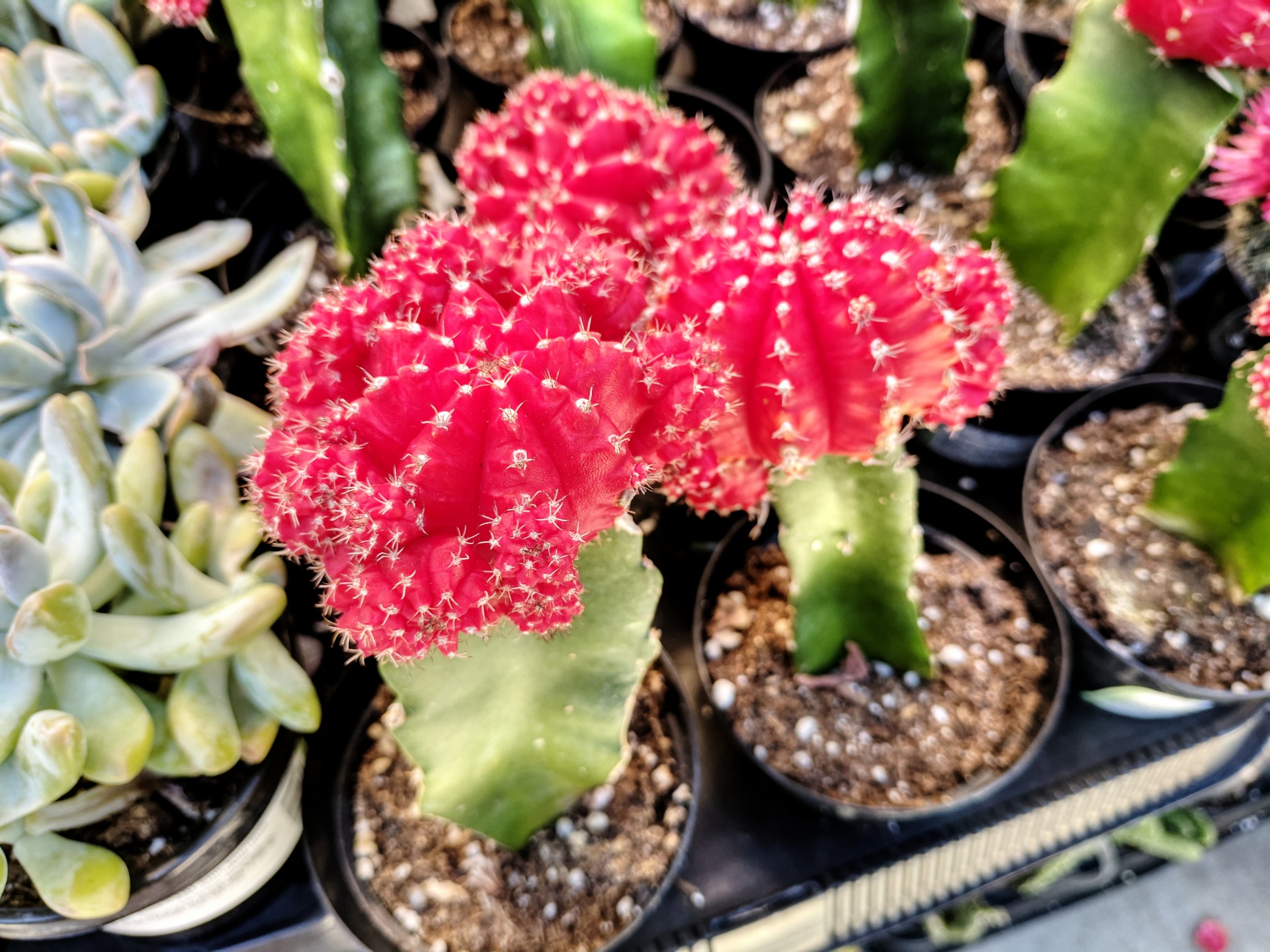 pink cactus cacti free photo