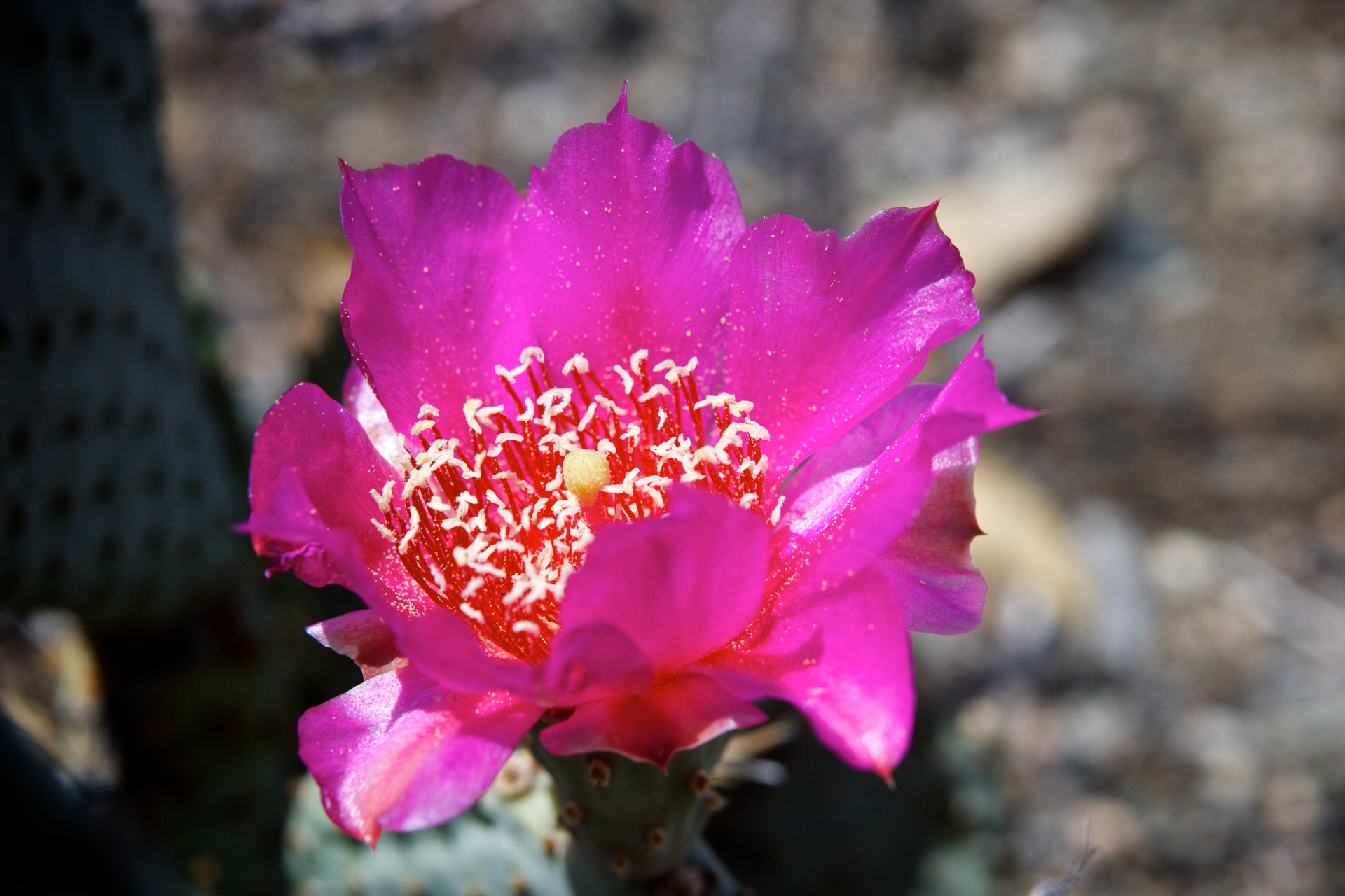 barren blossoms cactus free photo