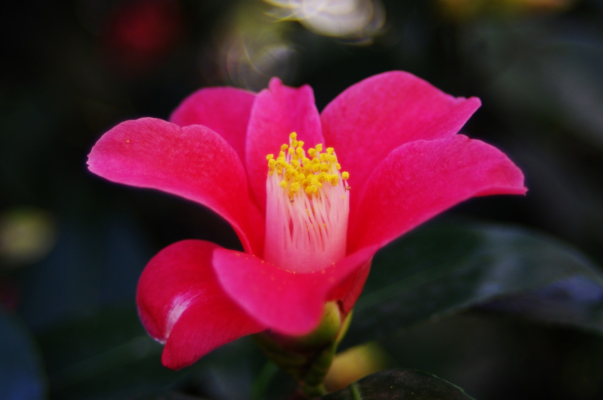 pink camellia flower free photo