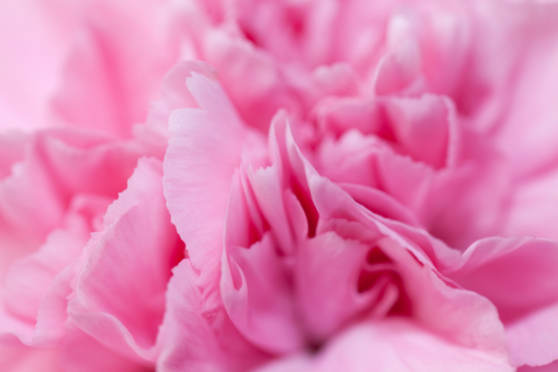 background carnation detail free photo