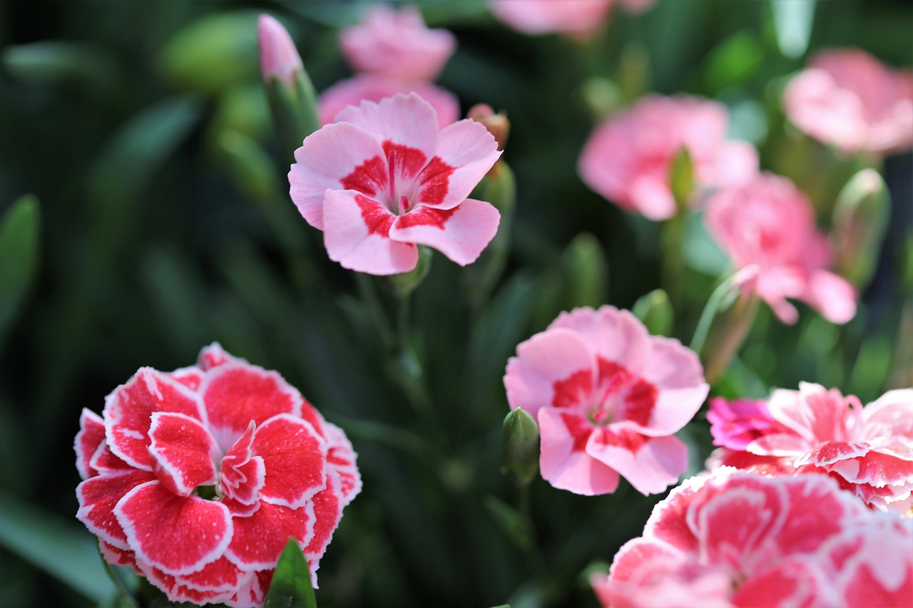 pink carnations  flowers  blooming free photo