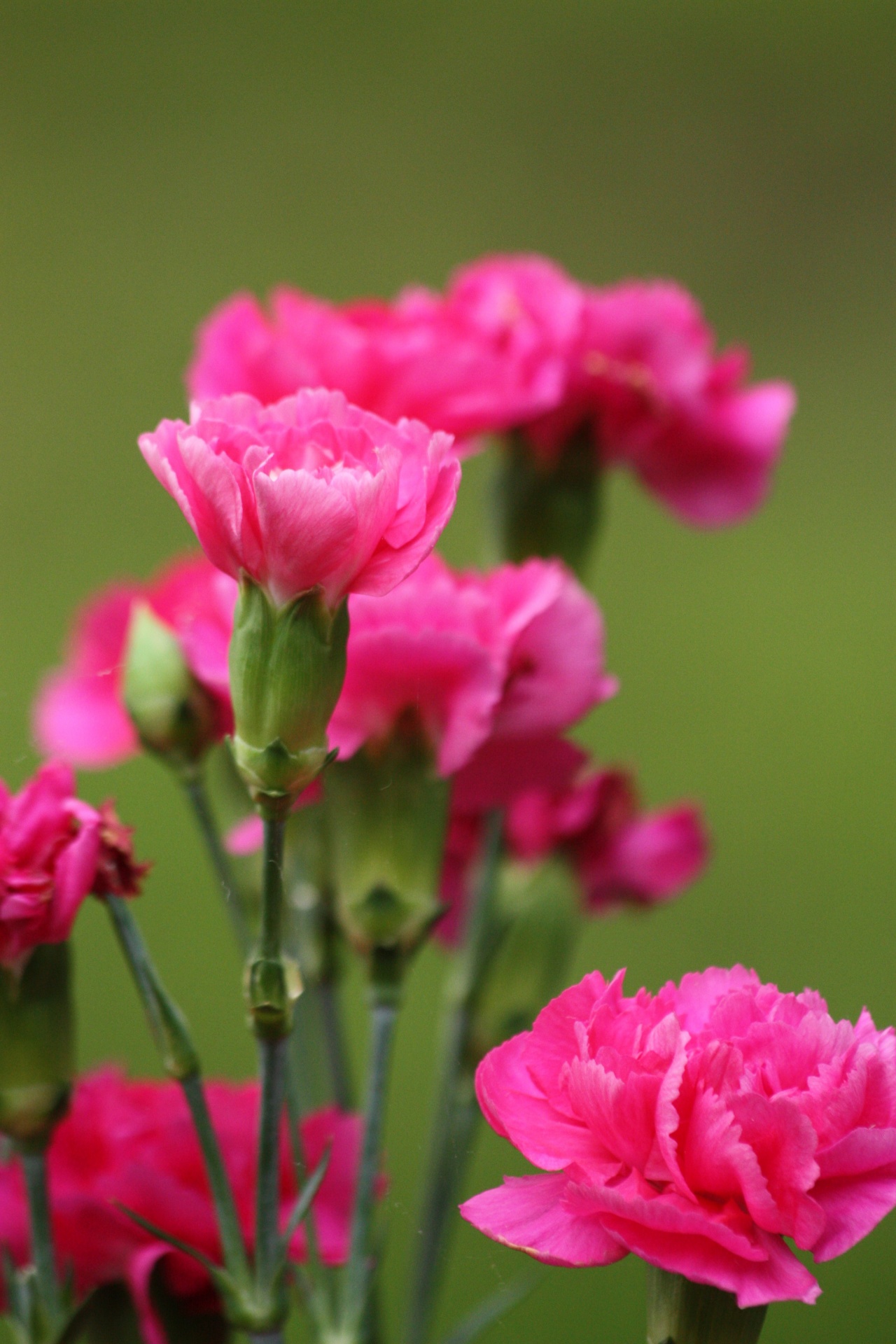 nature plants flowers free photo