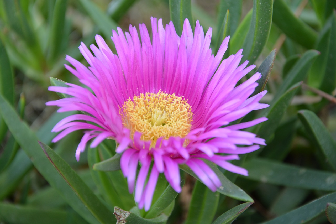 pink carpet delosperma cooperi flower free photo