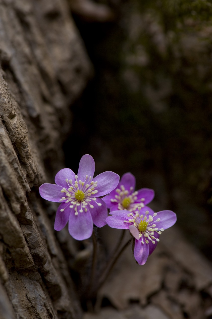 pink casino day return  hepatica flower  the term hell free photo