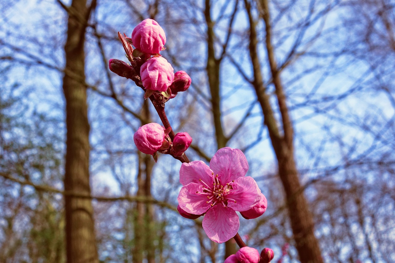 pink cherry blossom  cherry blossom  cherry tree free photo