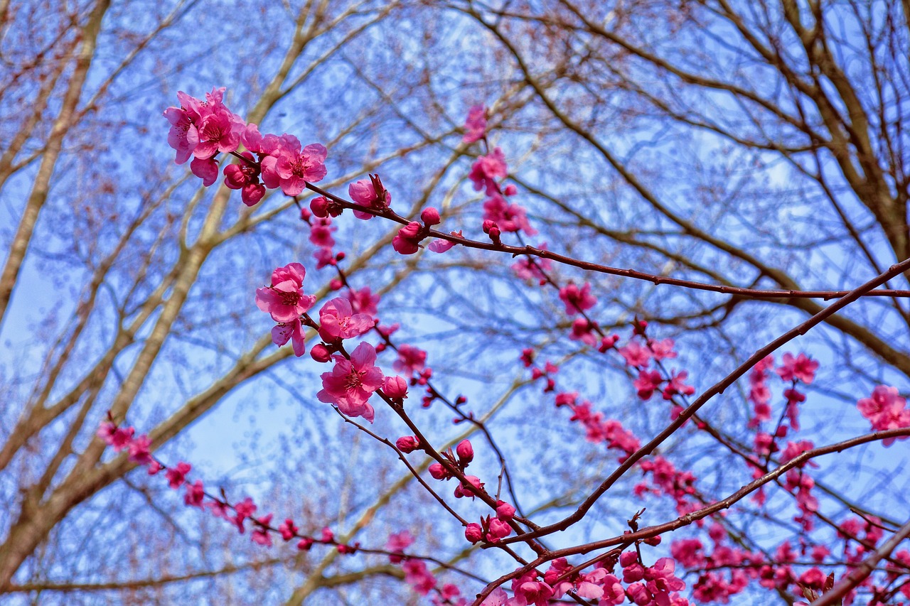 pink cherry blossom  cherry blossom  cherry tree free photo