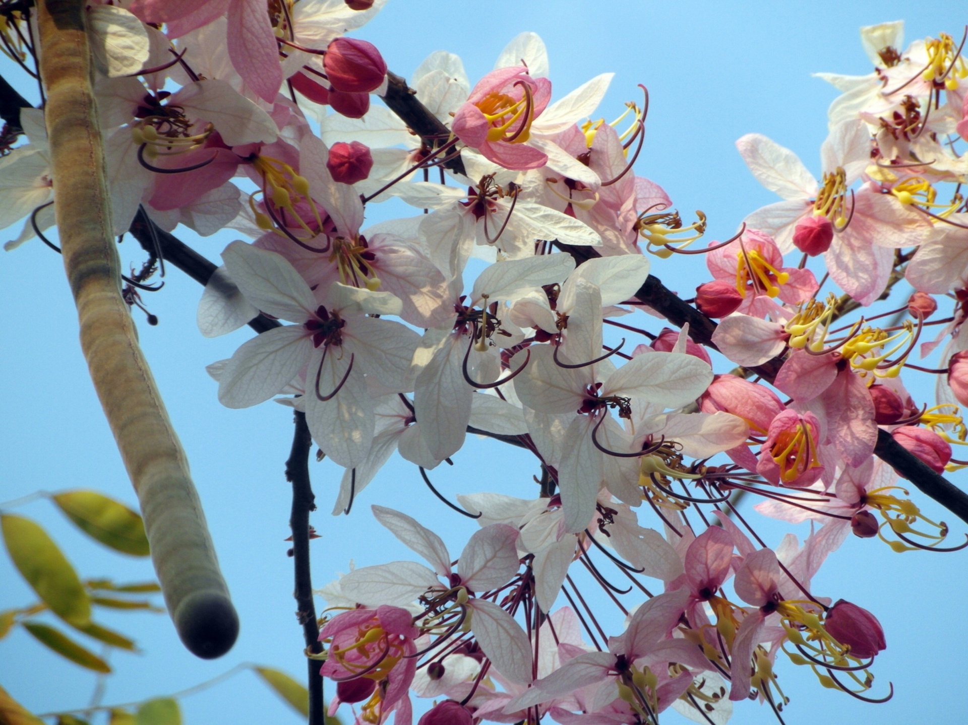 blossom pink cherry free photo