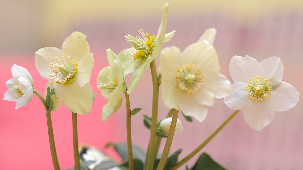 pink christmas white flower free photo