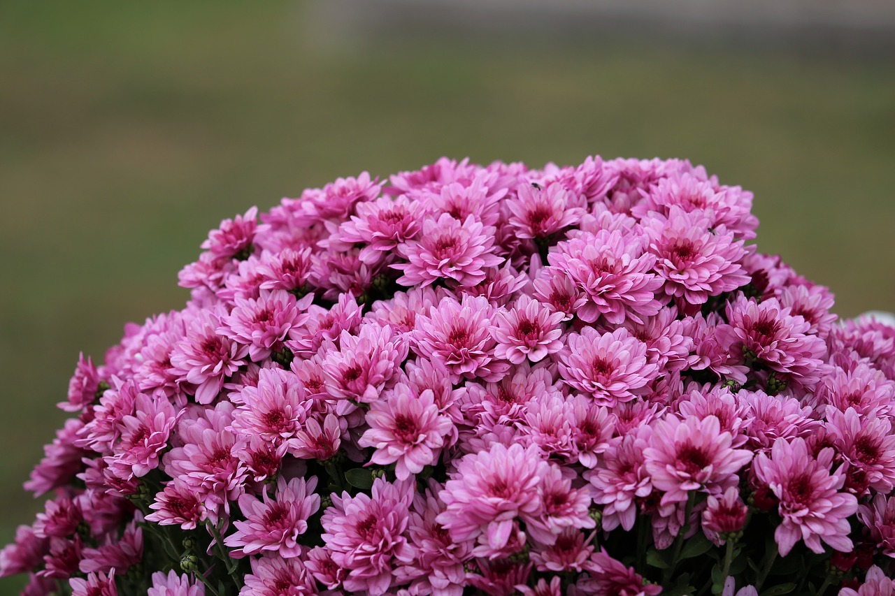 pink chrysanthemum  plant  flower free photo