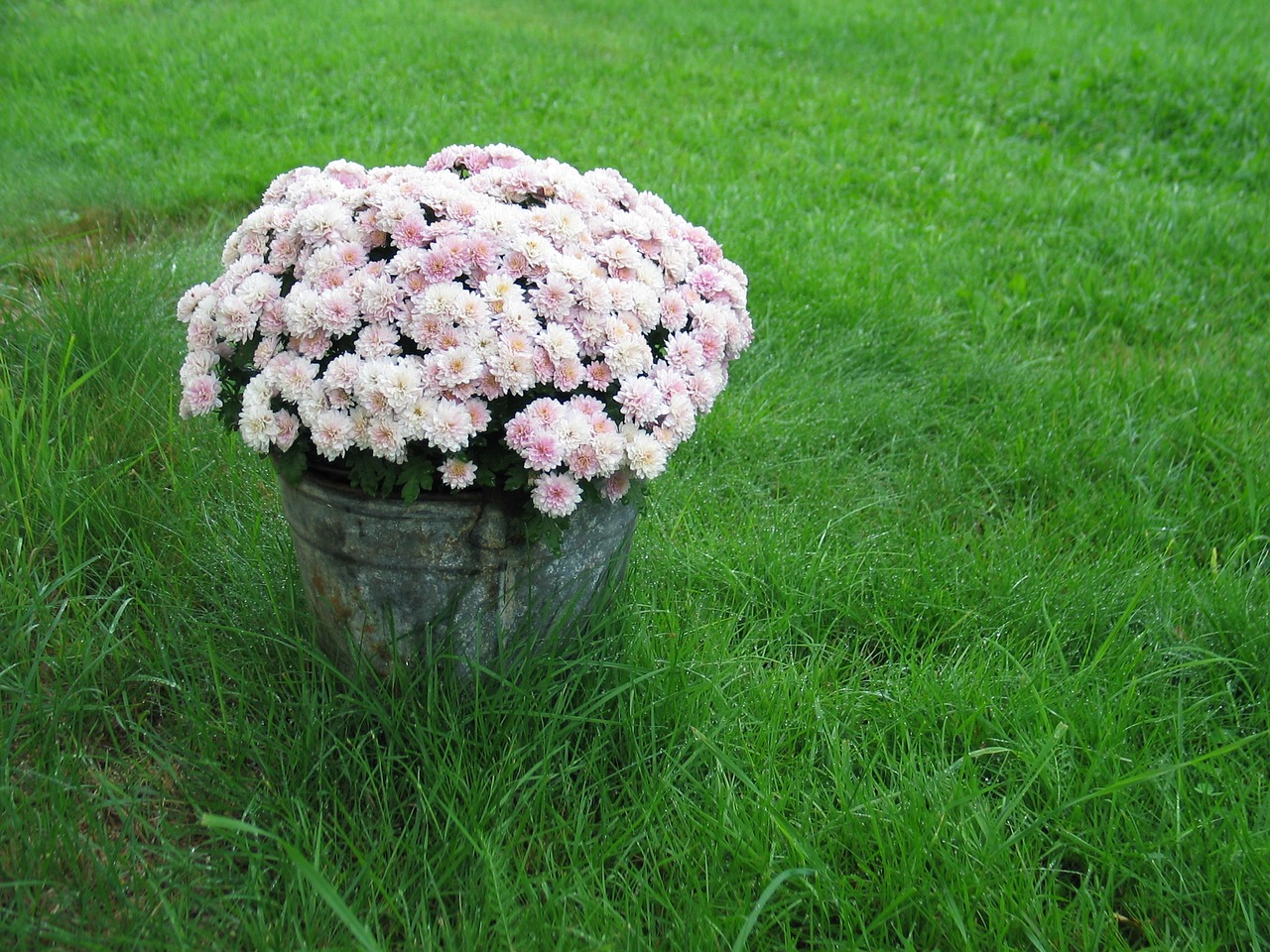 pink chrysanthemums bucket grass free photo