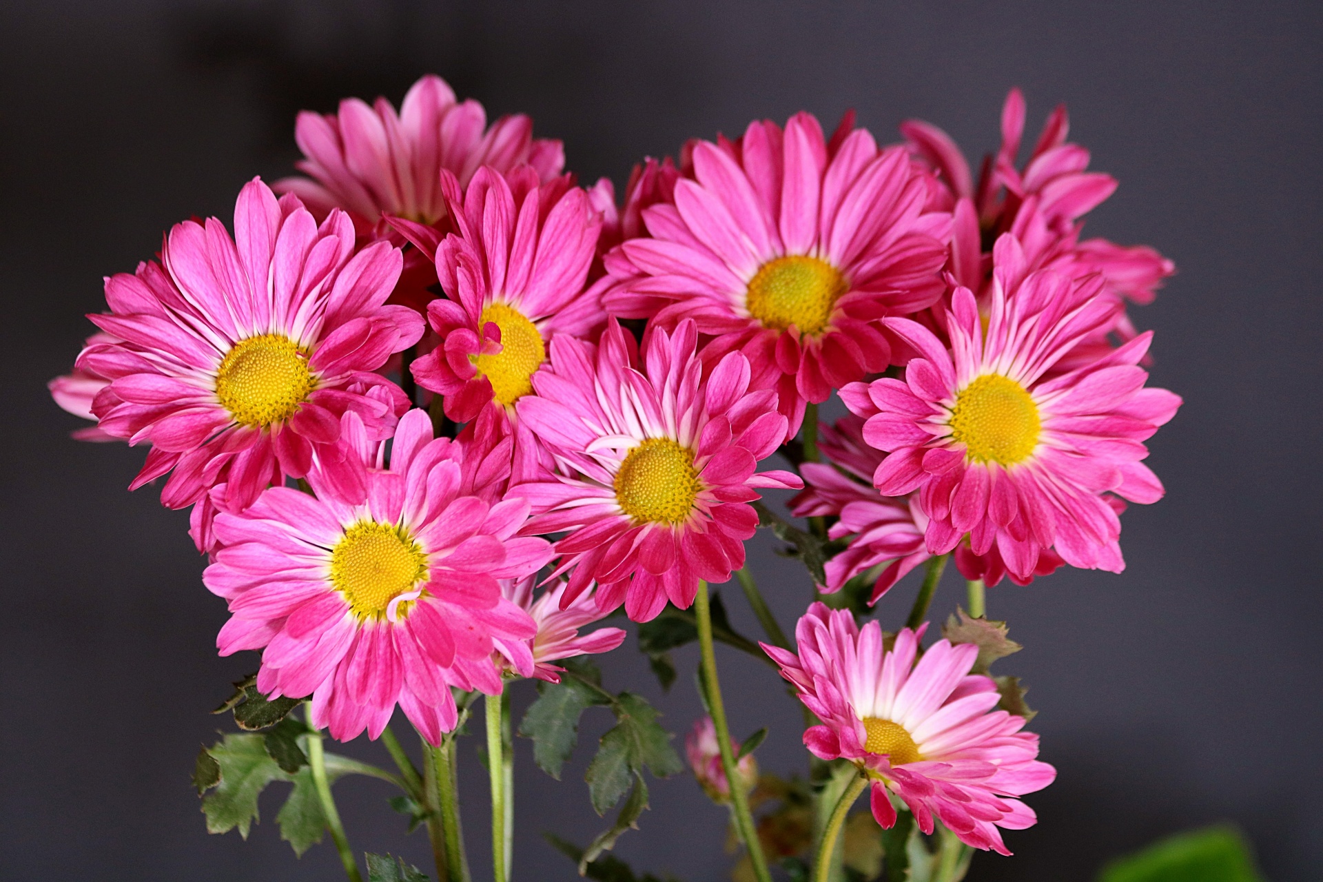 nature flowers pink flowers free photo