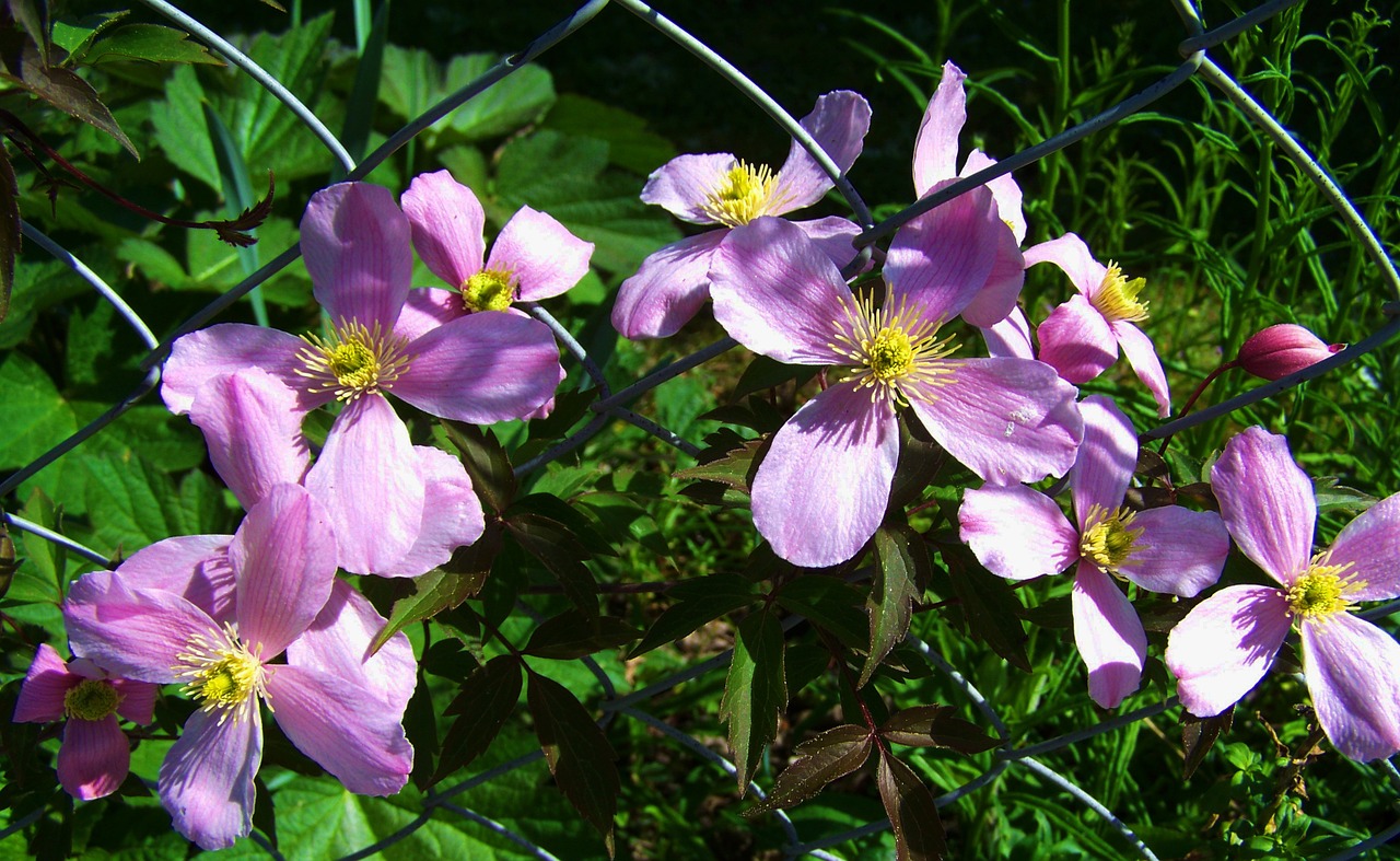 pink clematis clematis trailer free photo